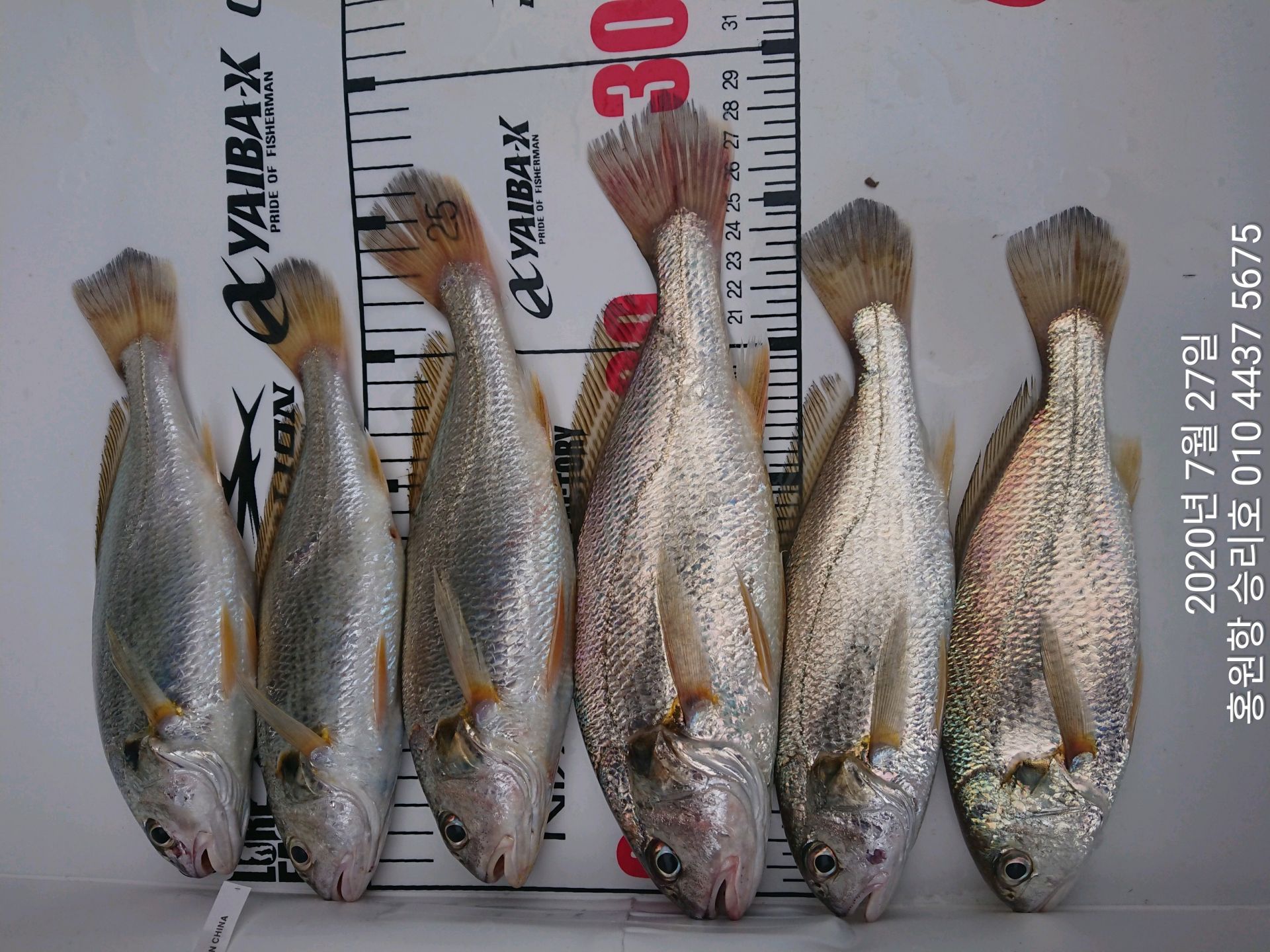 7월27일 홍원항 (승리호) 선장님 오전 2시간 짬낚시 조황입니다!!