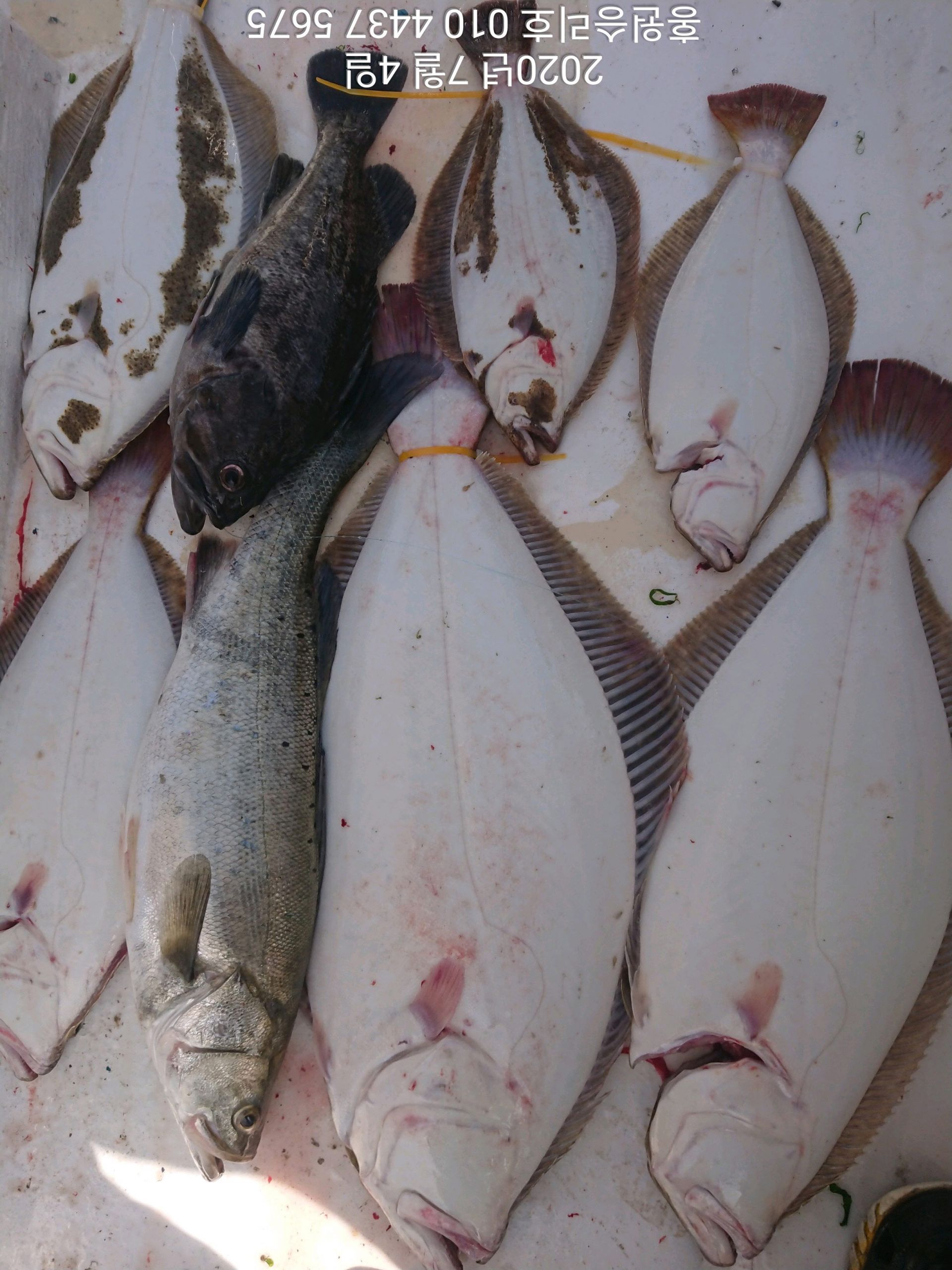 7월4일 홍원항 (승리호) ***대박*** 이벤트 생미끼 출조 8짜 대광어 포획 조황!!