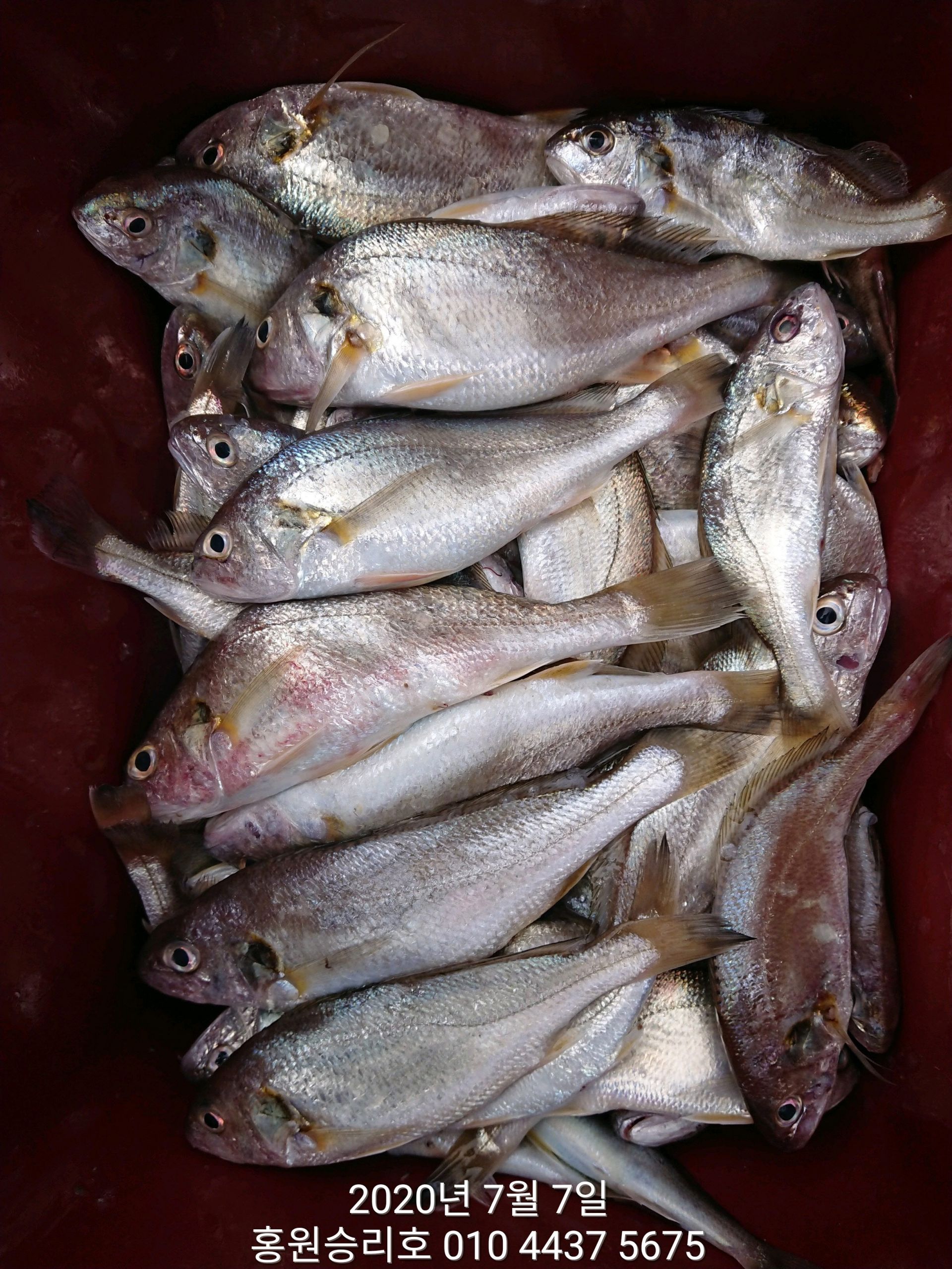 7월7일 홍원항 (승리호) ***대박*** 이벤트 출조 3분의 백조기 쿨러조황 입니다!!