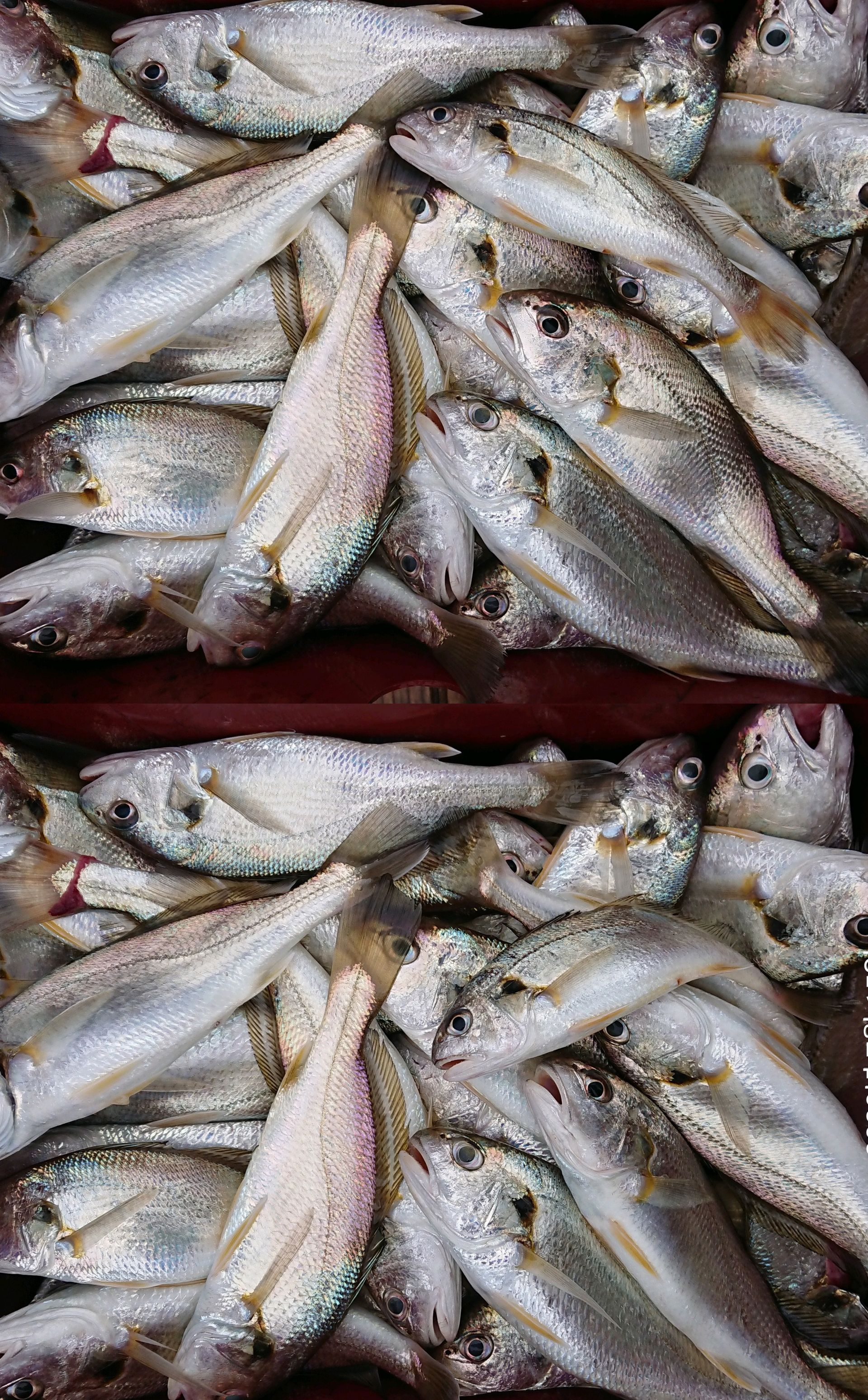 7/15일 홍원항 (승리호) ***왕대박*** 이벤트 선장님 짬낚시 조황!!