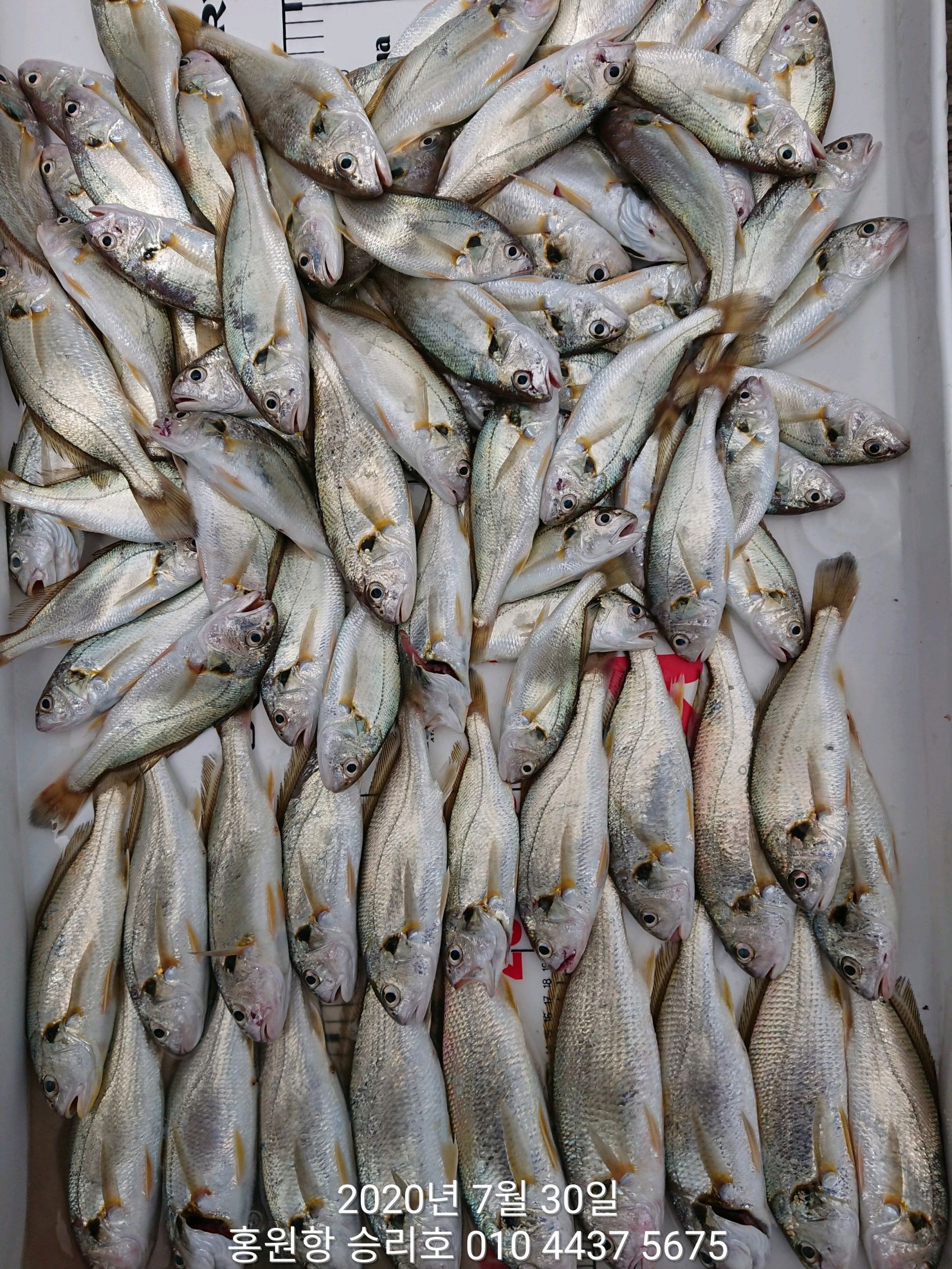 7월30일 홍원항 (승리호) 선장님 오전2시간 백조기 짬낚 조황입니다!!