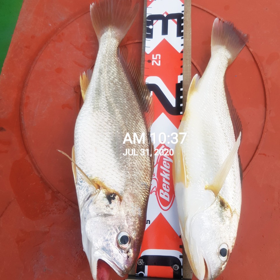 7월31일 홍원항 (장진호) **왕대박** 이벤트 선장님 짬낚시 조황입니다!!