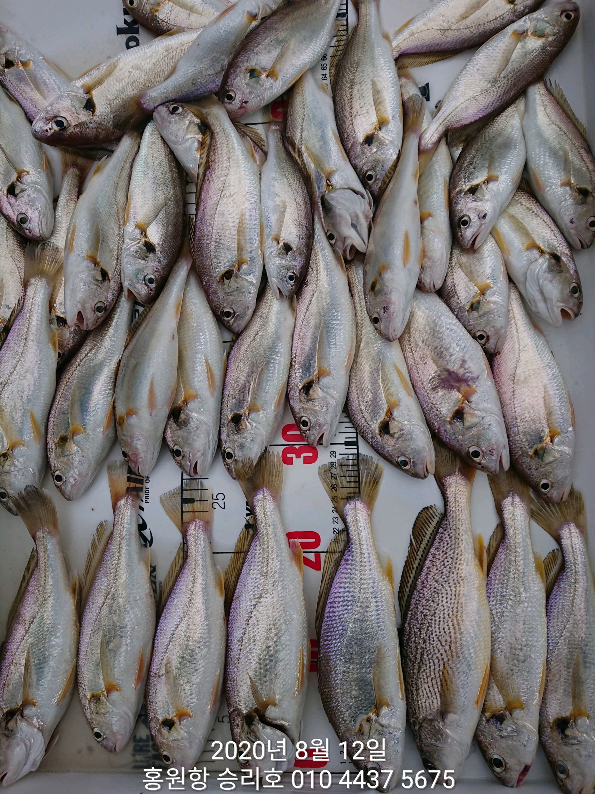 8월12일 홍원항 (승리호) ***왕대박*** 이벤트 선장님 1시간 짬낚 ~황금빛~ 부서 백조기 조황!!
