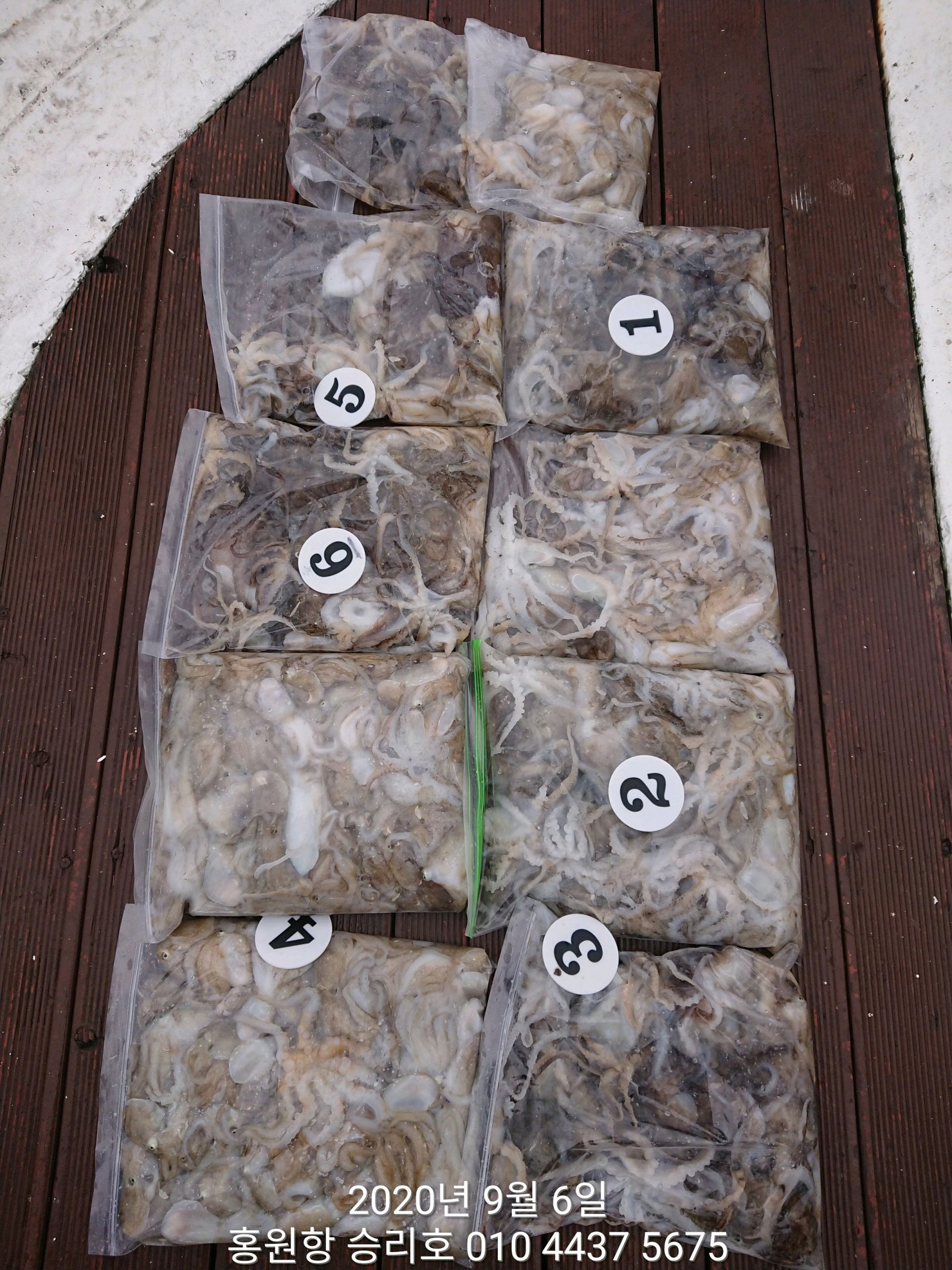 *** 쭈꾸미 *** 낚시의 원조 홍원항 (요포선단) 승리호 9월6일 ~~쭈꾸미&갑오징어~~ 조황입니다!!