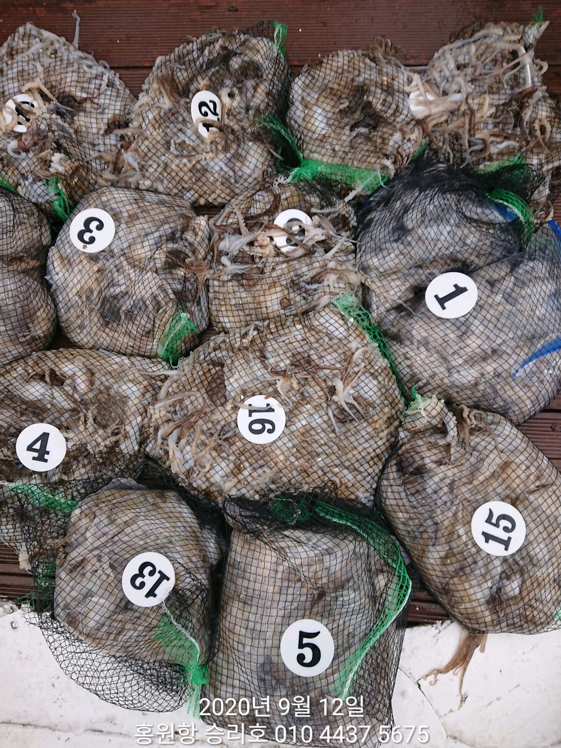 9월12일 ***쭈꾸미 낚시의 원조 (홍원항) 요포선단 ~승리호~ 쭈꾸미&갑오징어 만~족~한조황입니다!!