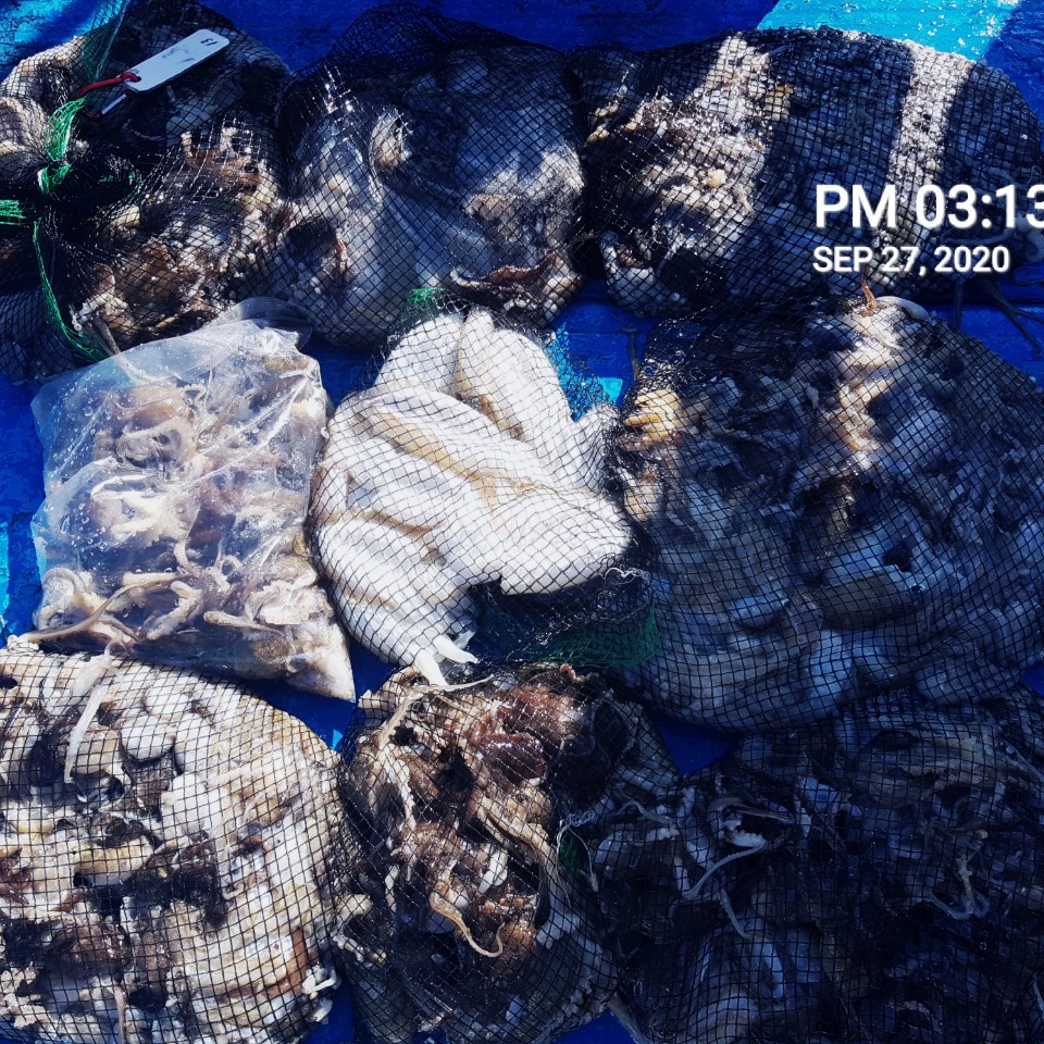 ***쭈꾸미***낚시의 원조 ((홍원항)) 요포선단 장진호9/27 쭈꾸미&갑오징어 조황입니다!!