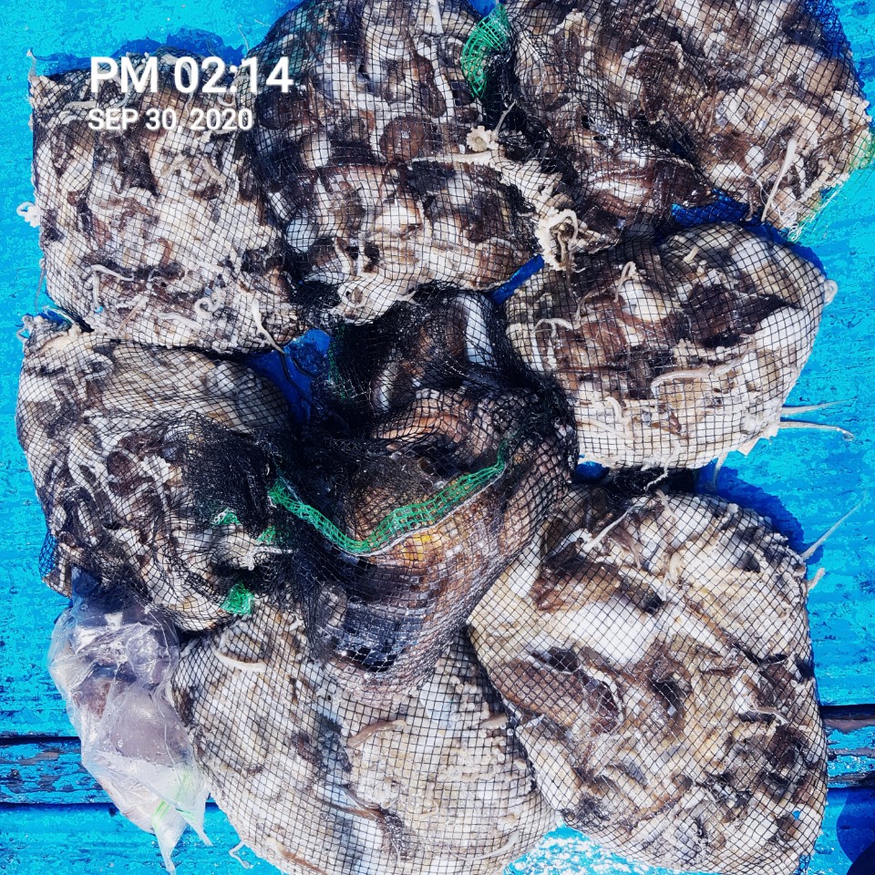 ***쭈꾸미***낚시의 원조 ((홍원항)) 요포선단 ~장진호~ 9/30쭈꾸미&갑오징어 조황입니다!!