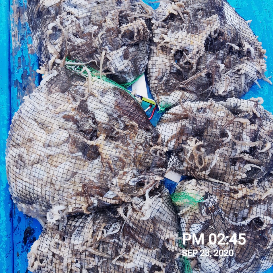 ***쭈꾸미***낚시의 원조 ((홍원항)) 요포선단 장진호9/23 쭈꾸미&갑오징어 조황입니다!!