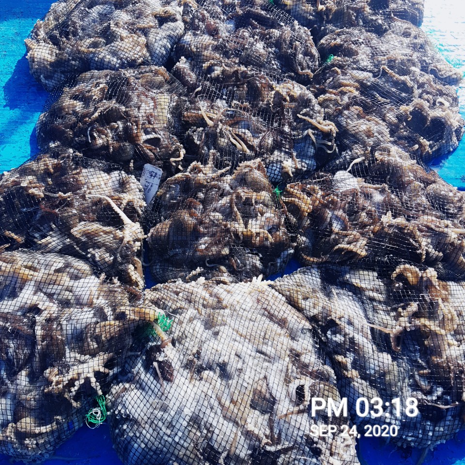 ***쭈꾸미***낚시의 원조 ((홍원항)) 요포선단 장진호9/24 쭈꾸미&갑오징어 조황입니다!!