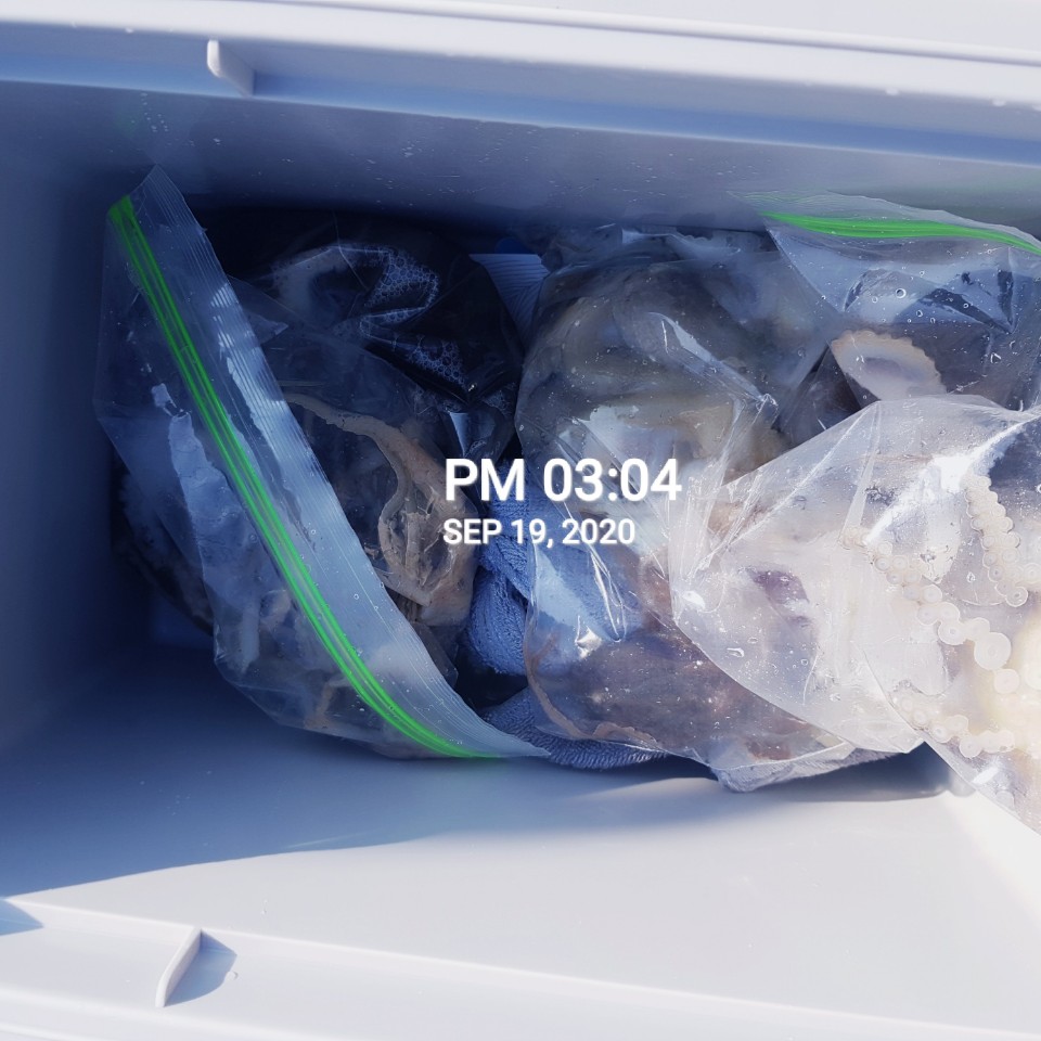 ***쭈꾸미*** 낚시의 원조 ((홍원항)) 요포선단 ~장진호~ 9월19일  갑오징어& 쭈꾸미 조황입니다!!