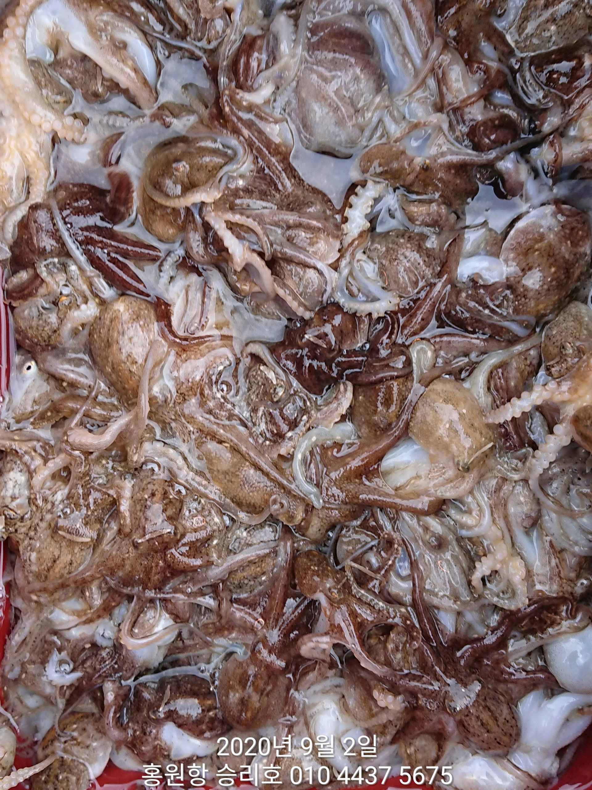 ***쭈꾸미*** 9월2일  홍원항 (요포선단) 승리호 선장님 짬낚 행~복~ 한 조황입니다!!