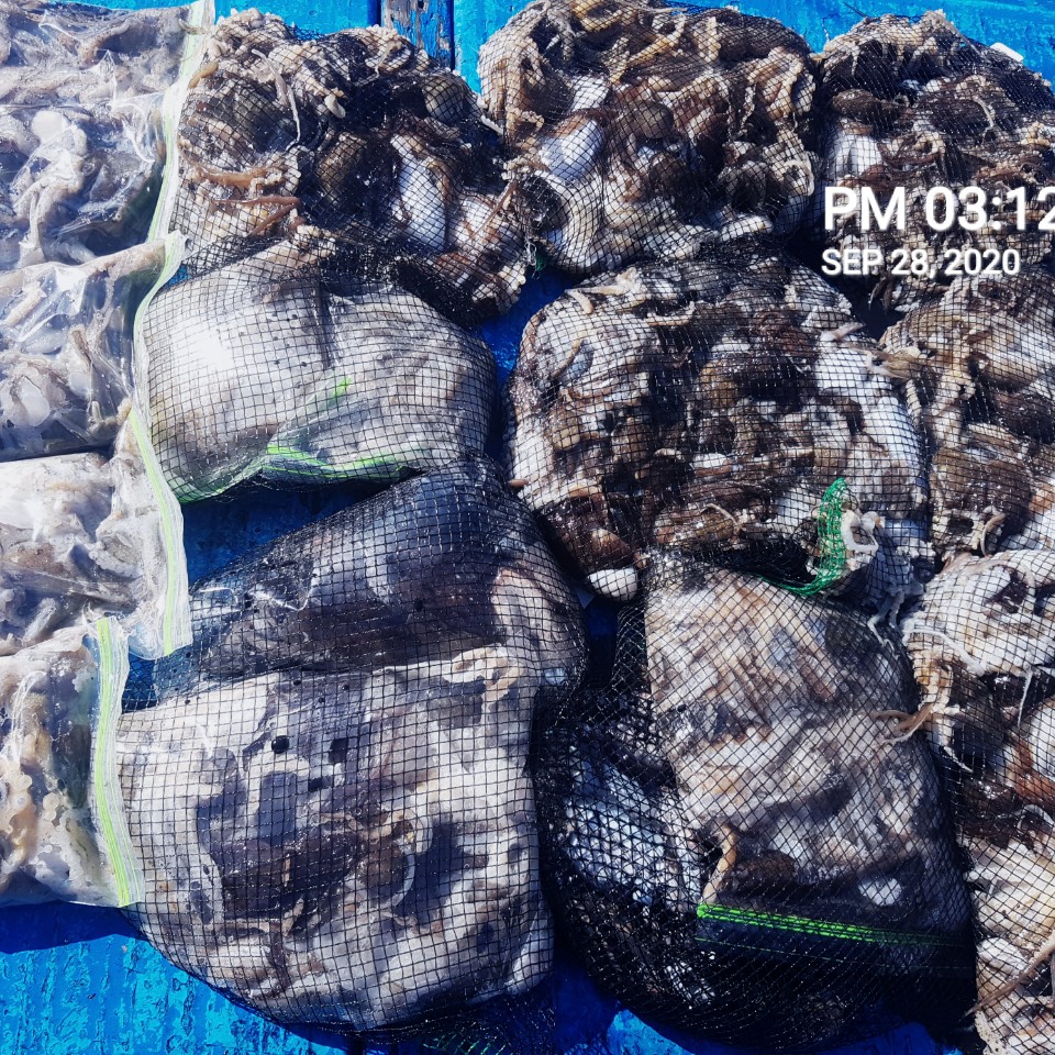 ***쭈꾸미***낚시의 원조 ((홍원항)) 요포선단 ~장진호~ 9/28 쭈꾸미&갑오징어 조황입니다!!