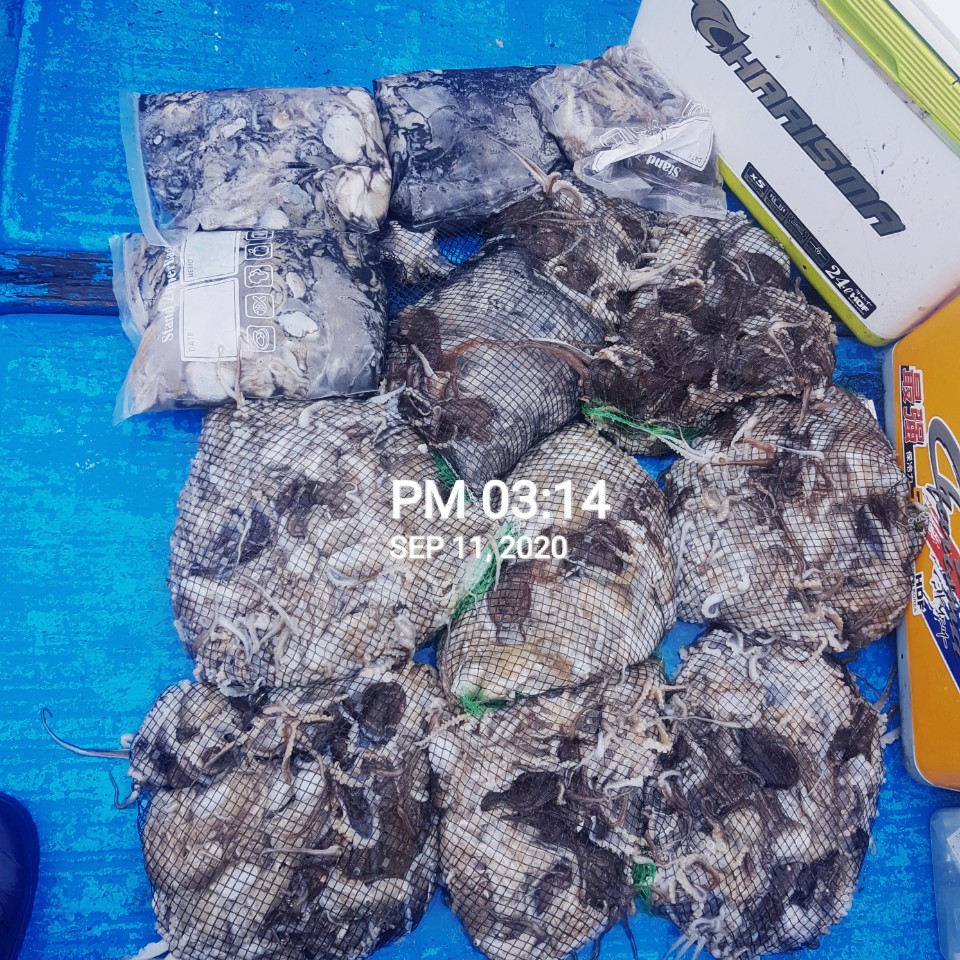 ***쭈꾸미*** 낚시의원조 (홍원항) 요포선단 *장진호* 9월11일  1인 2망태기 조황!!