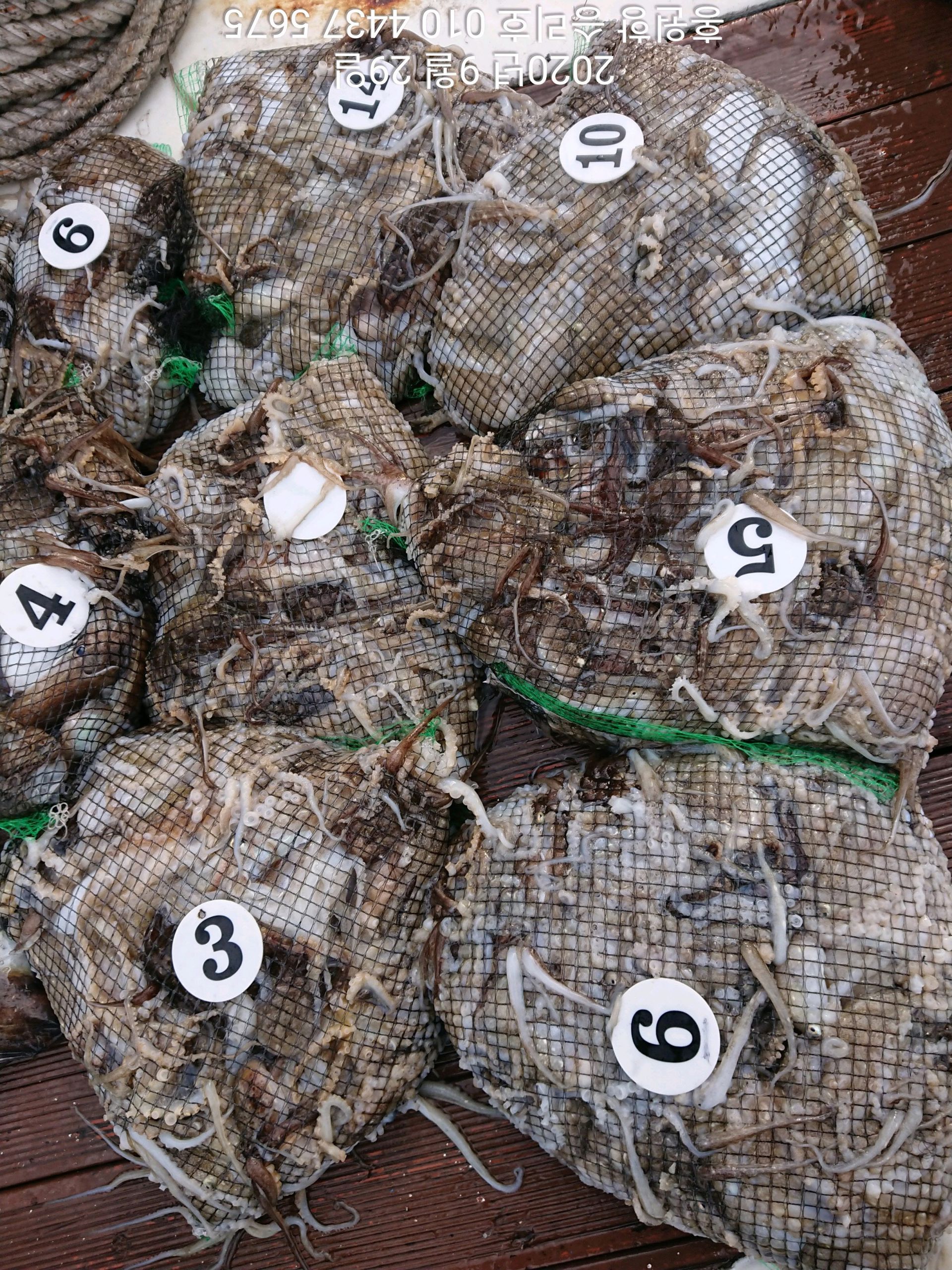 ***쭈꾸미*** 낚시의 원조 ((홍원항)) 요포선단 ~승리호~ 9월29일 쭈꾸미&갑오징어 망탱이 조황!!