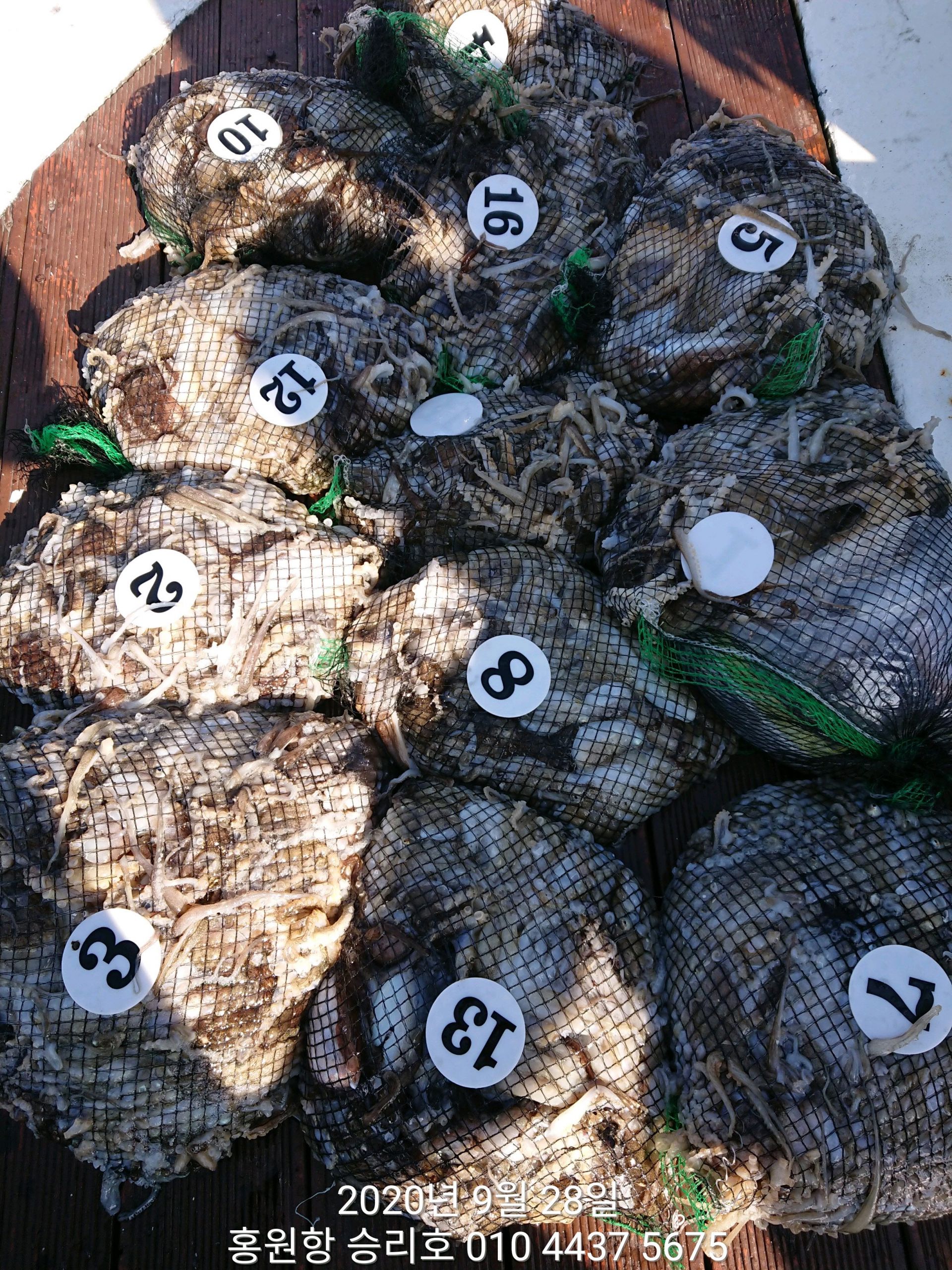 ***쭈꾸미*** 낚시의 원조 ((홍원항)) 요포선단 ~승리호~ 9월28일 쭈꾸미&갑오징어 망탱이 조황!!