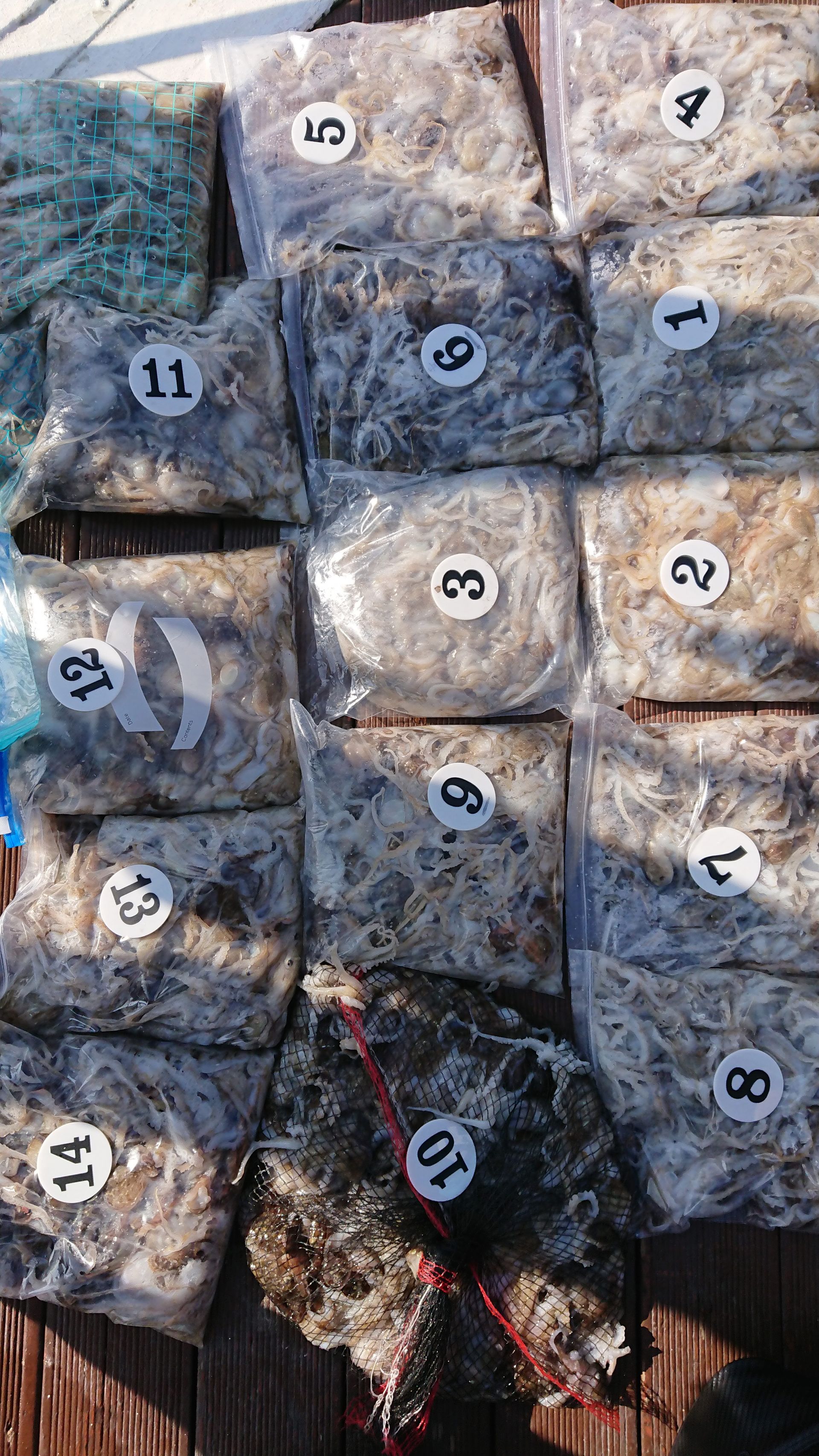 ***쭈꾸미*** 낚시의 원조 홍원항 (요포선단)  승리호 쭈꾸미 첫 출조 만~족~ 한 조황!!