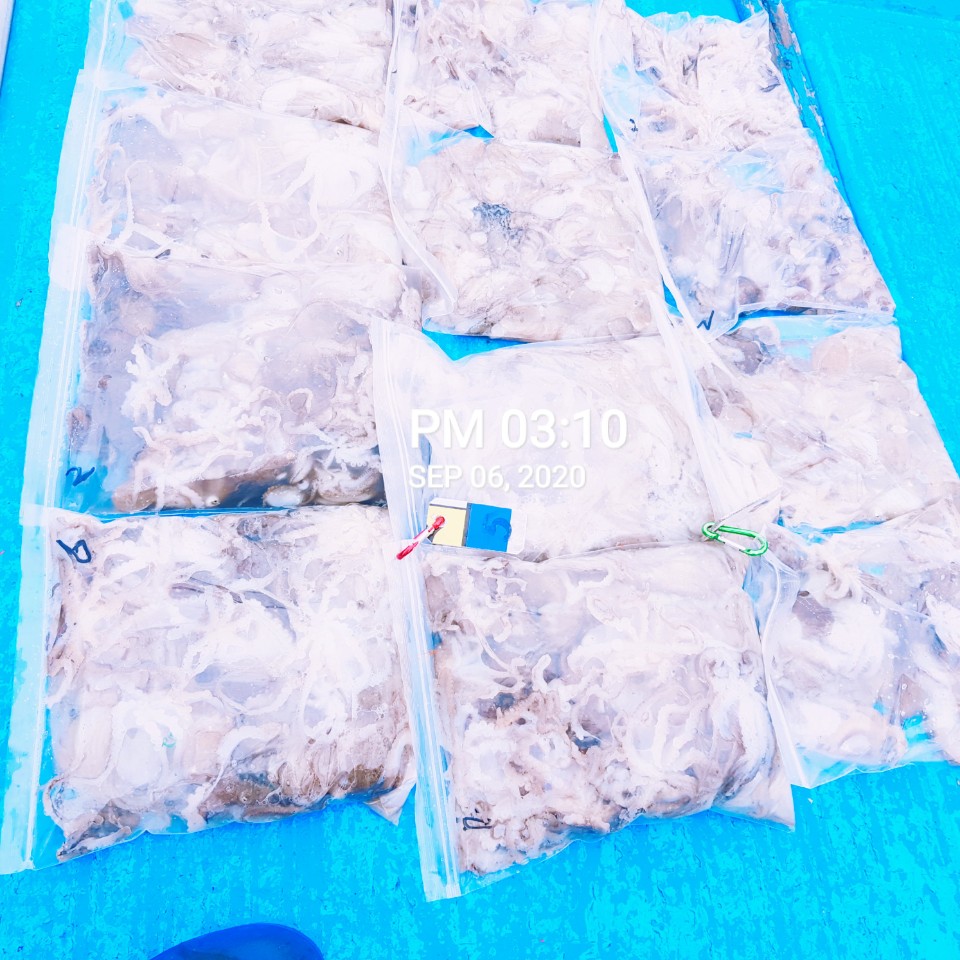 ***쭈꾸미*** 낚시의 원조 홍원항 (요포선단) 장진호 단체 출조팀 쭈꾸미  조황입니다!!