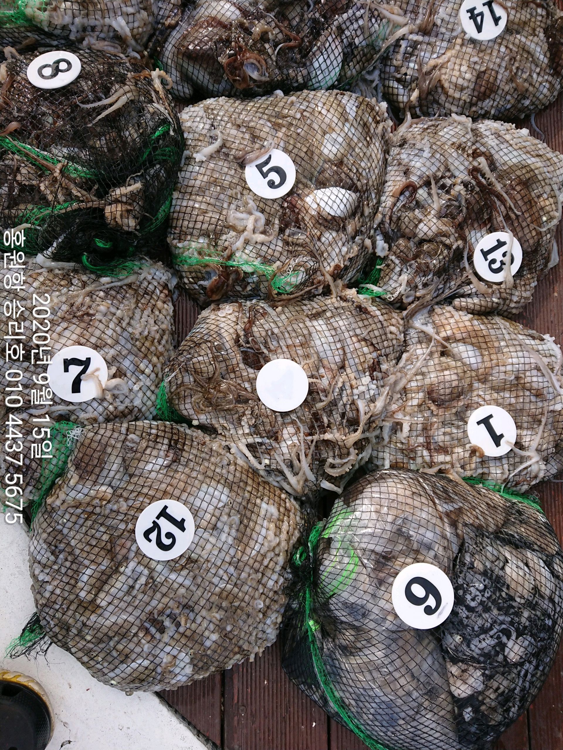 ***쭈꾸미*** 낚시의 원조(홍원항)~승리호~ 9월15일 빵~빵~한 쭈꾸미 망태기 조황!!