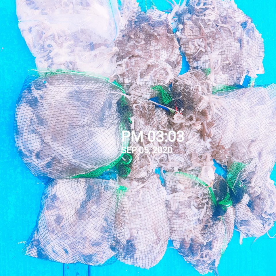 9월5일 홍원항 (요포선단) 장진호 사릿물때  ***쭈꾸미*** 조황입니다!!