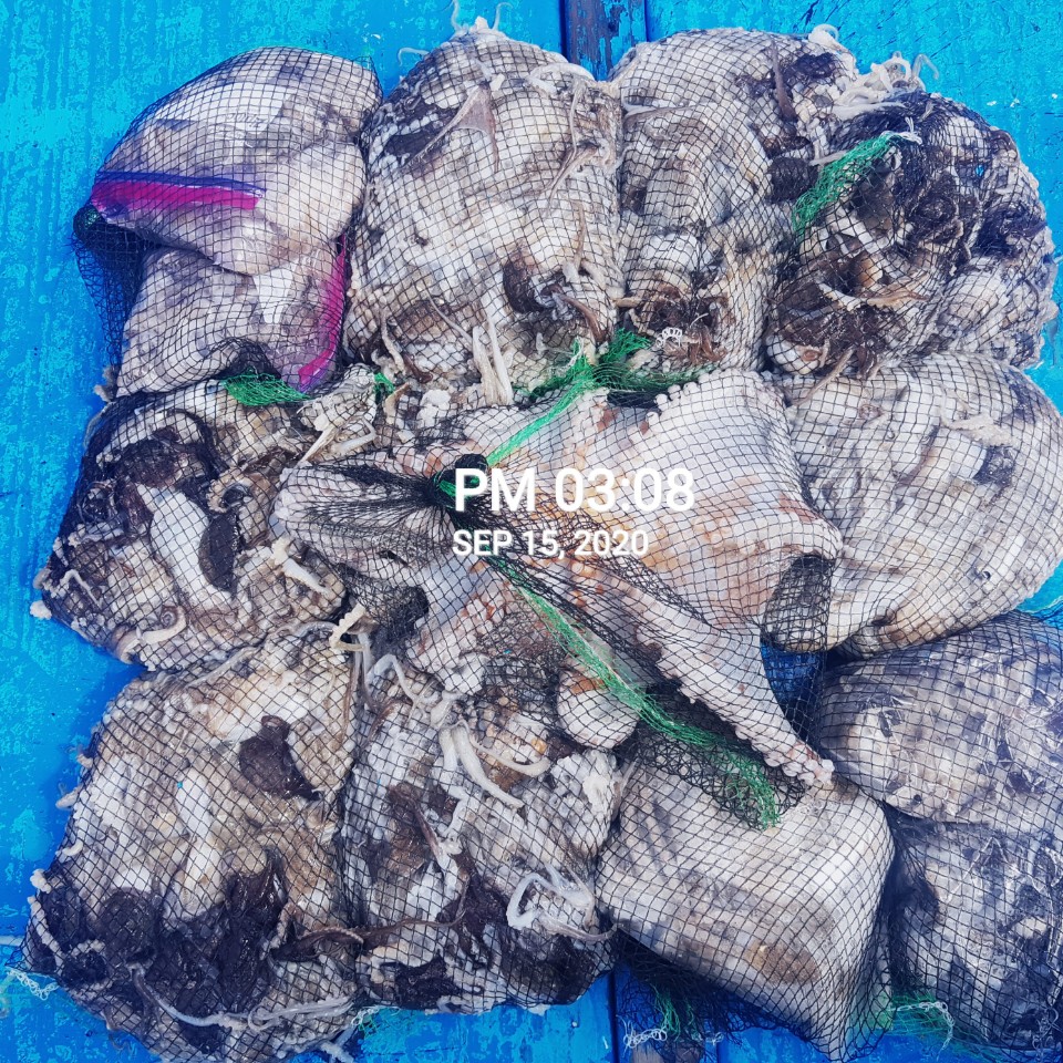 9월15일 ***쭈꾸미*** 낚시의 원조 ((홍원항))  ~장진호~ 쭈꾸미 빵~빵~~한 망태기조황입니다!!