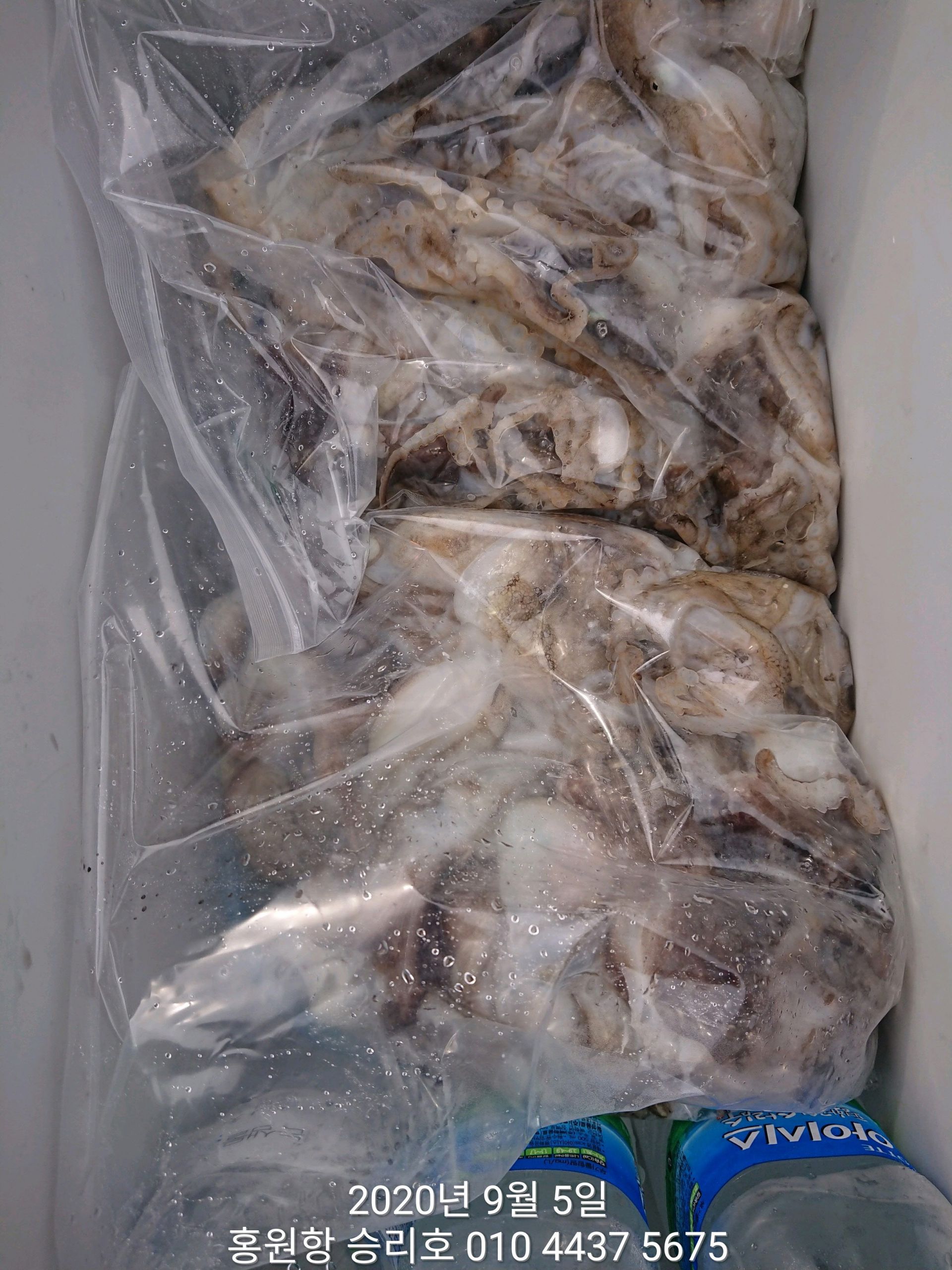 9월5일 홍원항 (요포선단) 승리호 태풍후에 낚은 **쭈꾸미**& 갑오징어 조황입니다!!