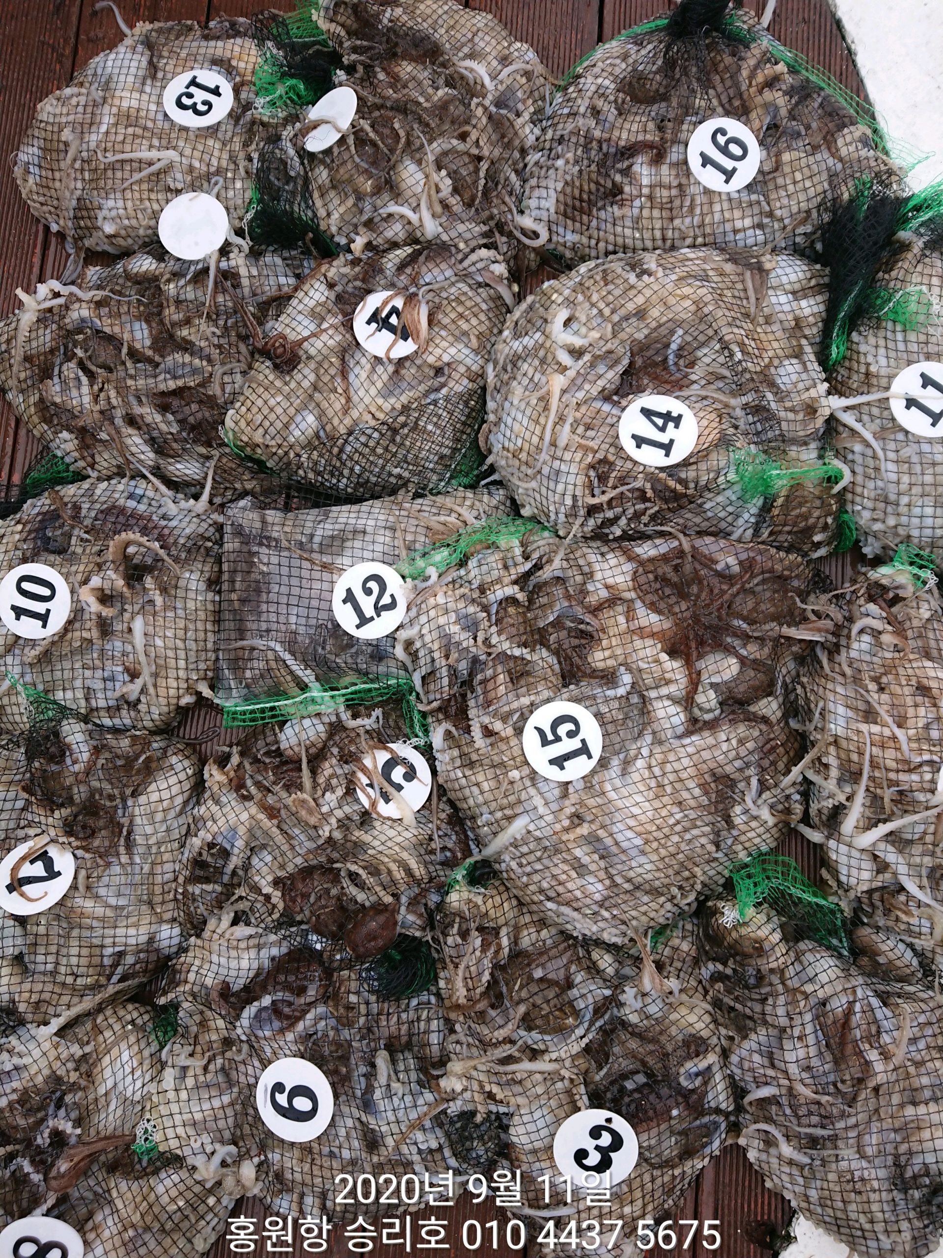 9월11일 ***쭈꾸미*** 낚시의 원조(홍원항) 승리호 쭈꾸미&갑오징어 빵~빵~한 망태기 조황!!