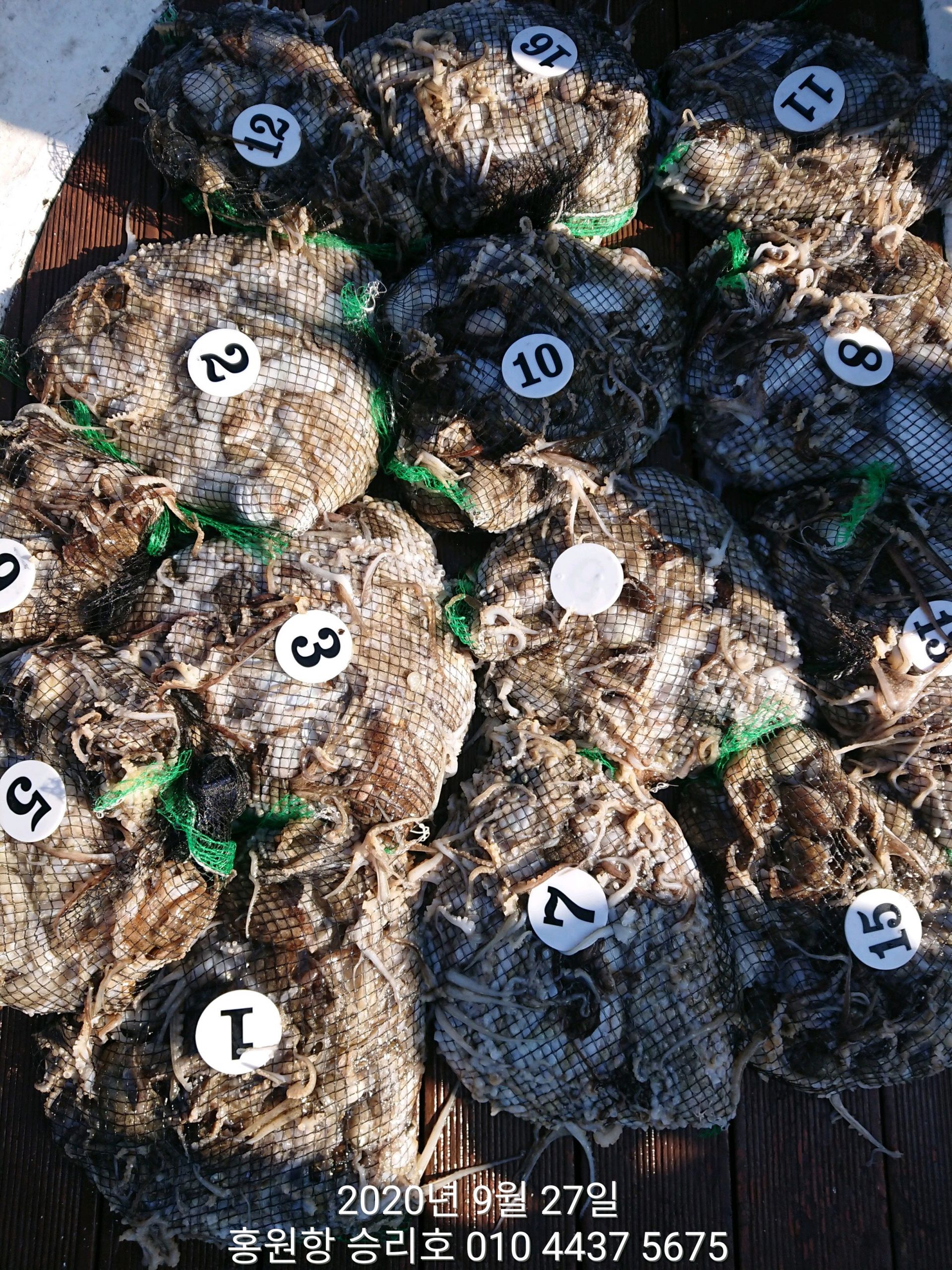 ***쭈꾸미*** 낚시의 원조 ((홍원항)) 요포선단 승리호 9월27일 쭈꾸미&갑오징어 망탱이 조황!!