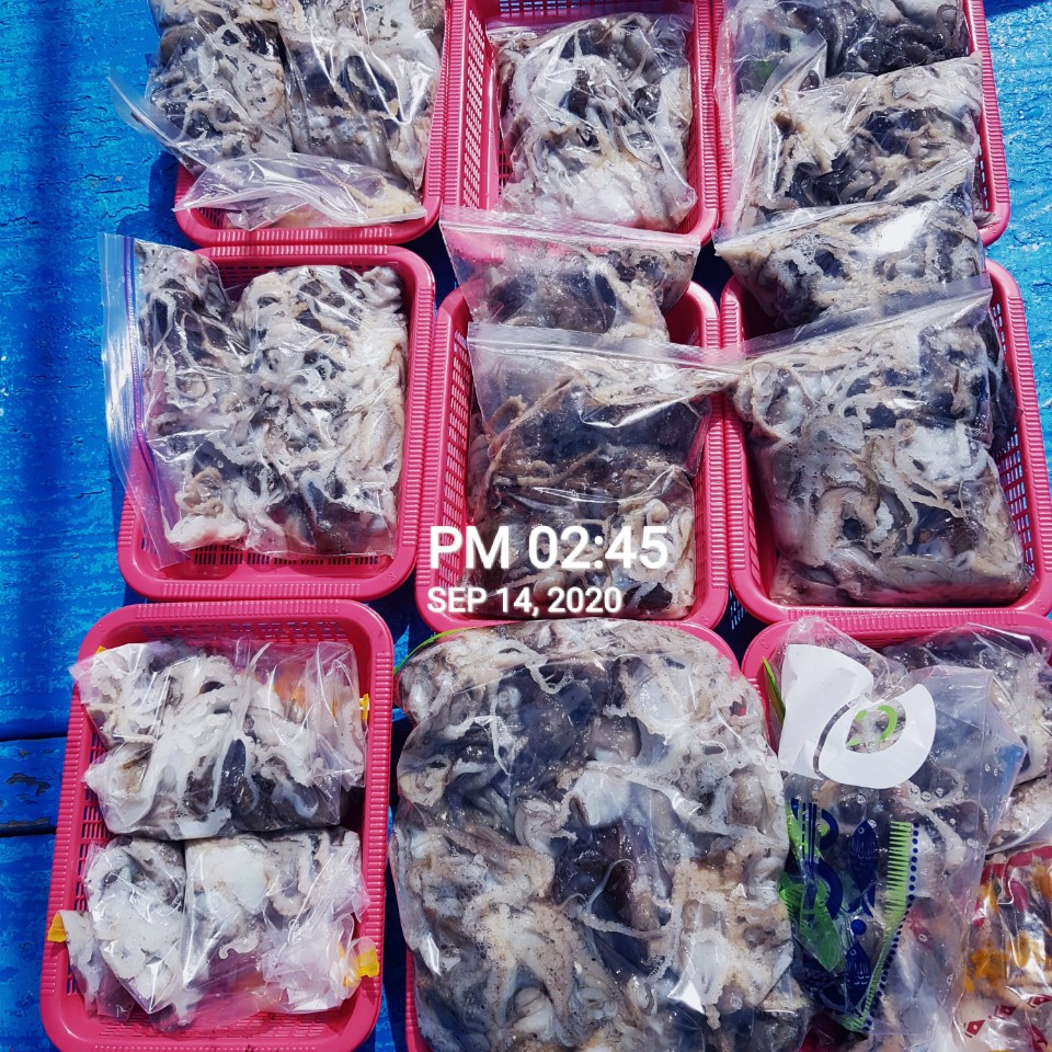 9월14일 **쭈꾸미***  낚시의 원조 (홍원항)~장진호~ 단체출조도 쭈꾸미 망태기는 만~족~한  조황!!