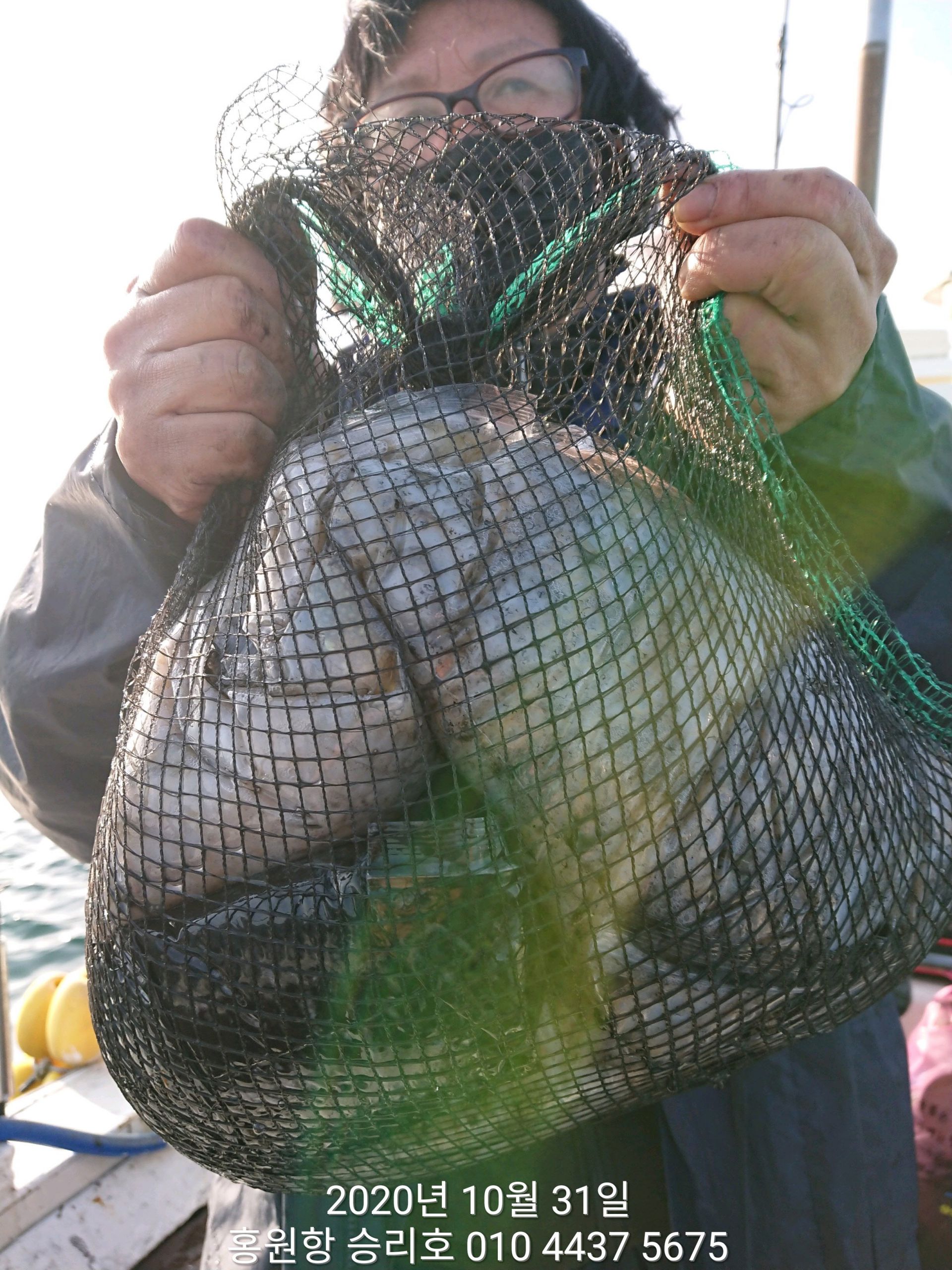 ***쭈꾸미*** 낚시의 원조 ((홍원항)) 요포선단 ~승리호~ 10월31일 쭈꾸미&갑오징어 망탱이 조황!!