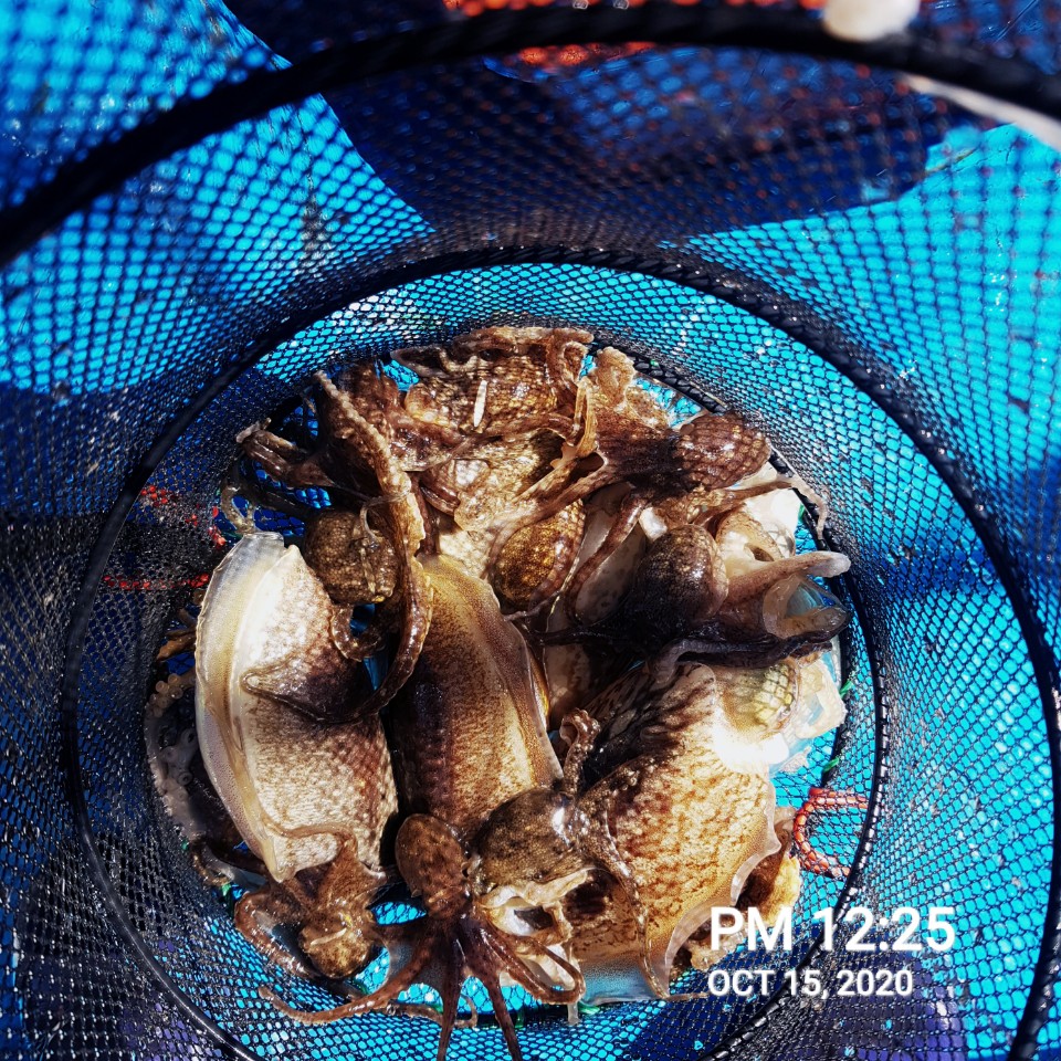 10월15일 홍원항 (요포선단) ~장진호~ 갑오징어& 우럭 조황입니다!!