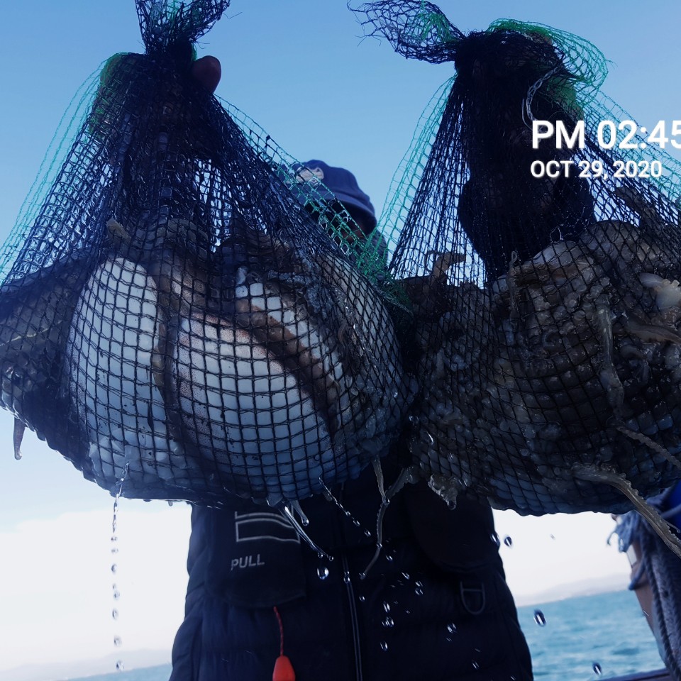 ***쭈꾸미** 낚시의 원조 ((홍원항)) ~장진호~ 10월29일 쭈꾸미&갑오징어 조황입니다!!