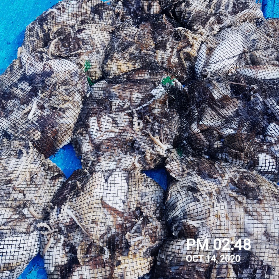 ***쭈꾸미** 낚시의 원조 (홍원항) 요포선단 ~장진호~ 10/14 쭈꾸미& 갑오징어 망태기 조황입니다!!