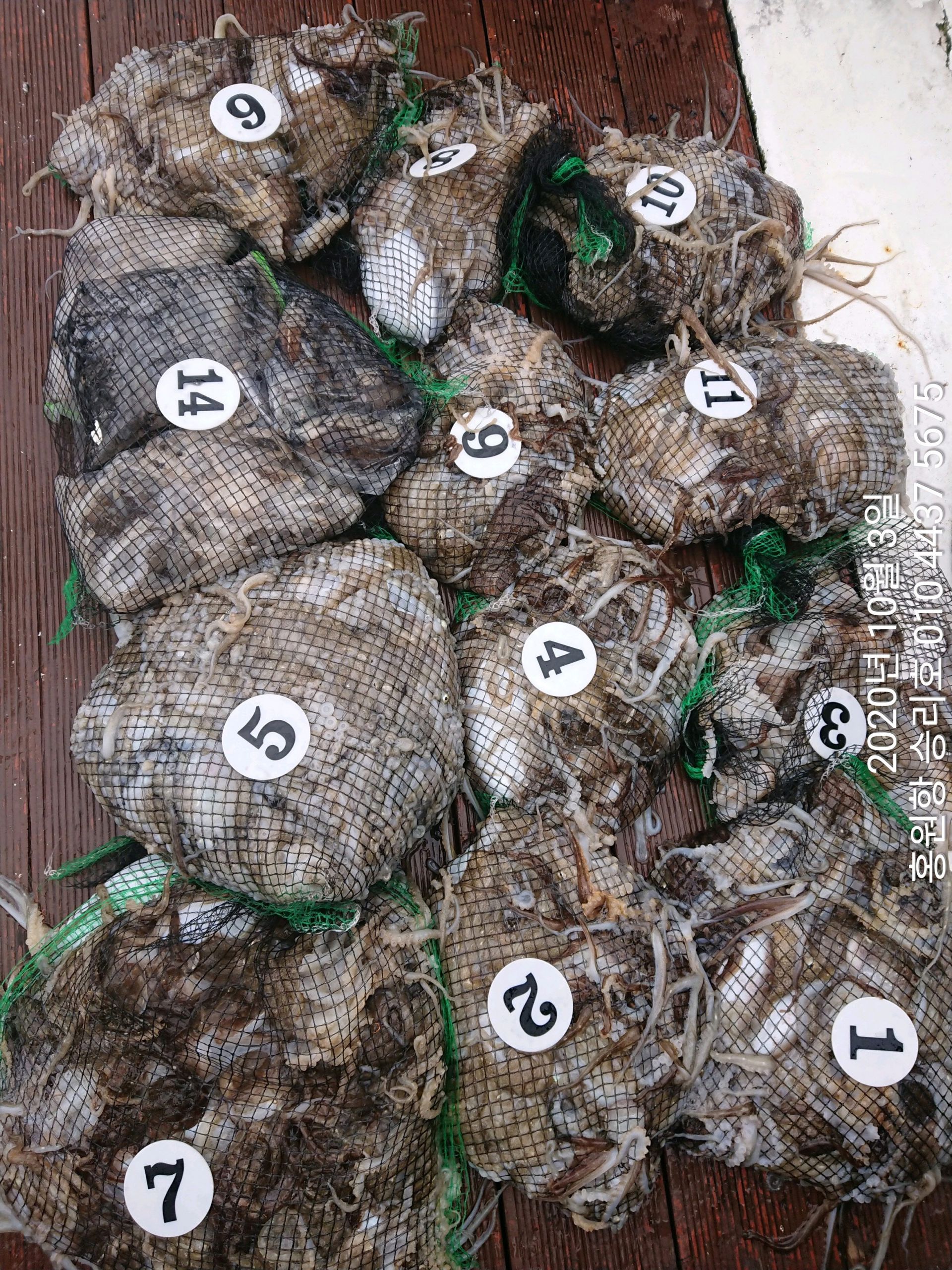 ***쭈꾸미** 낚시의 원조 (홍원항)~승리호~ 10/3쭈꾸미&&갑오징어 완~벽~한 망태기 조황 입니다!!