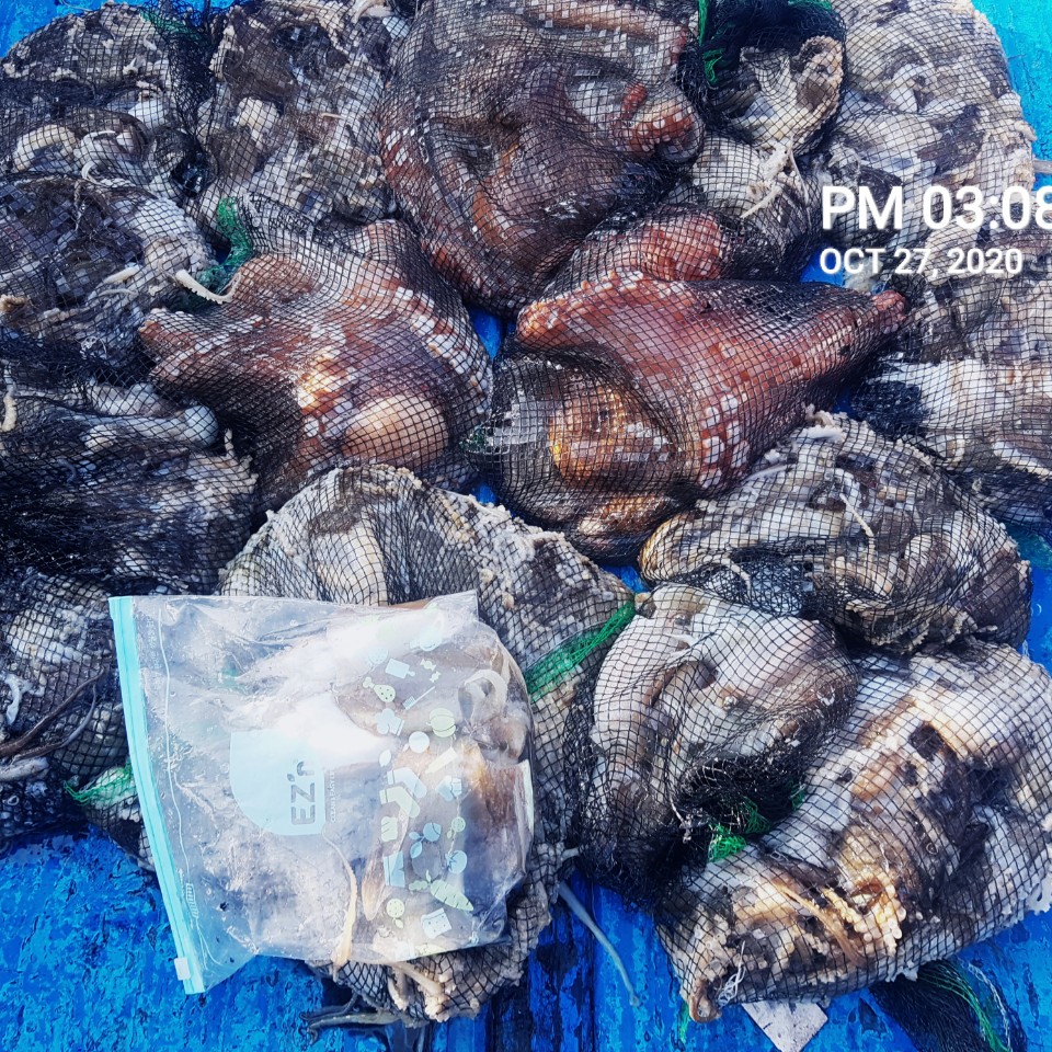 ***쭈꾸미** 낚시의 원조 (홍원항) 요포선단 ~장진호~ 10/27 쭈꾸미& 갑오징어 망태기 조황입니다!!