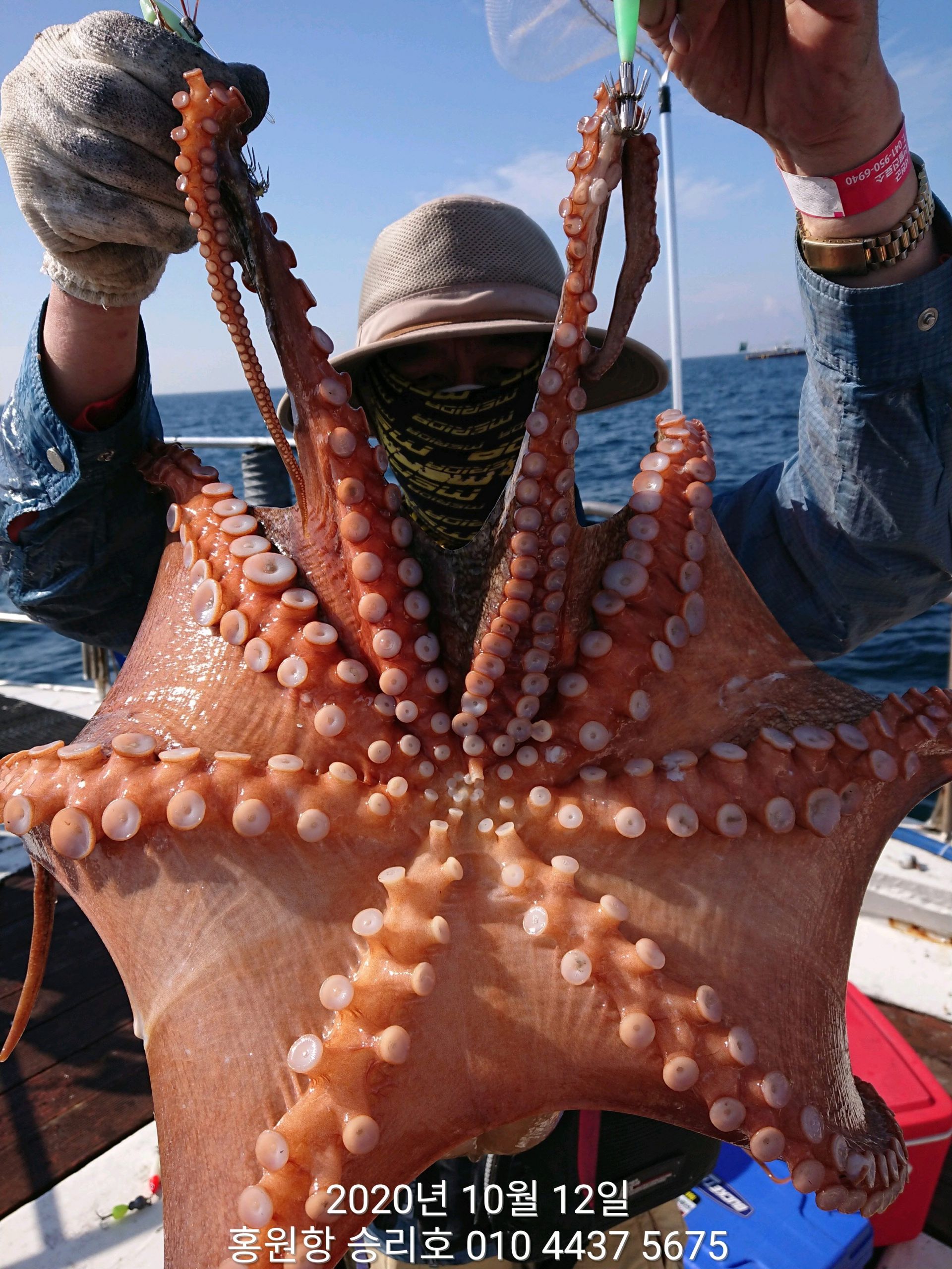 ***쭈꾸미*** 낚시의 원조 ((홍원항)) 요포선단 ~승리호~ 10월12일 쭈꾸미&갑오징어 망탱이 조황!!