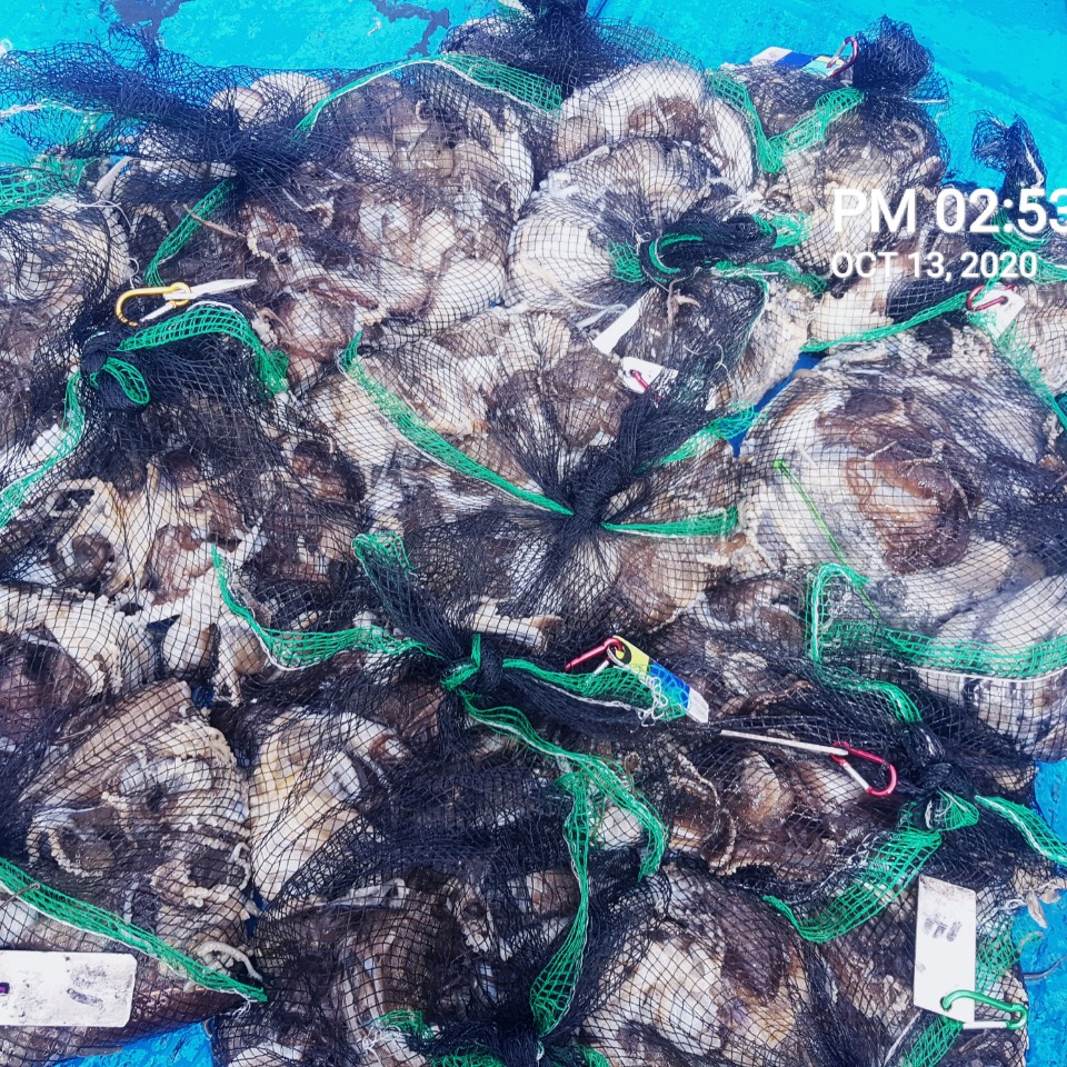 ***쭈꾸미** 낚시의 원조 (홍원항) 요포선단 ~장진호~ 10/13 쭈꾸미& 갑오징어 망태기 조황입니다!!