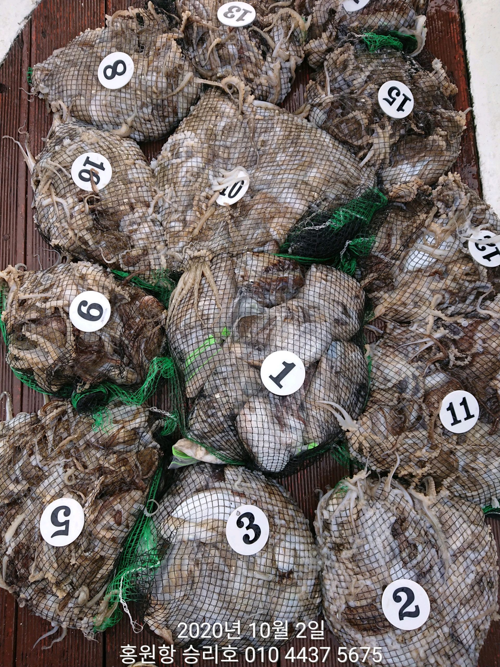 ***쭈꾸미** 낚시의 원조 (홍원항)~승리호~ 10/2쭈꾸미&&갑오징어 완~벽~한 망태기 조황 입니다!!