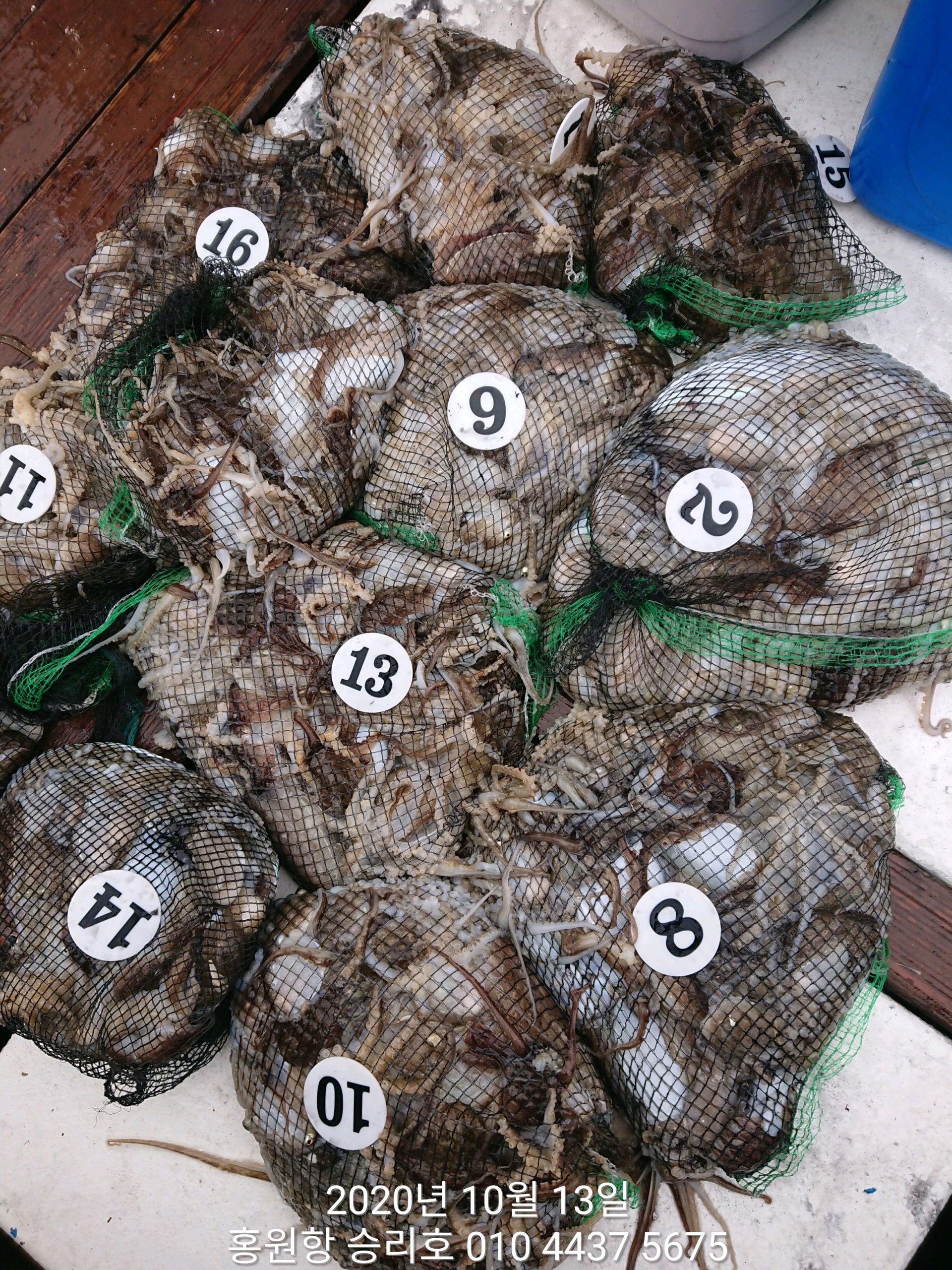 ***쭈꾸미*** 낚시의 원조 ((홍원항)) 요포선단 ~승리호~ 10월13일 쭈꾸미&갑오징어 망탱이 조황!!