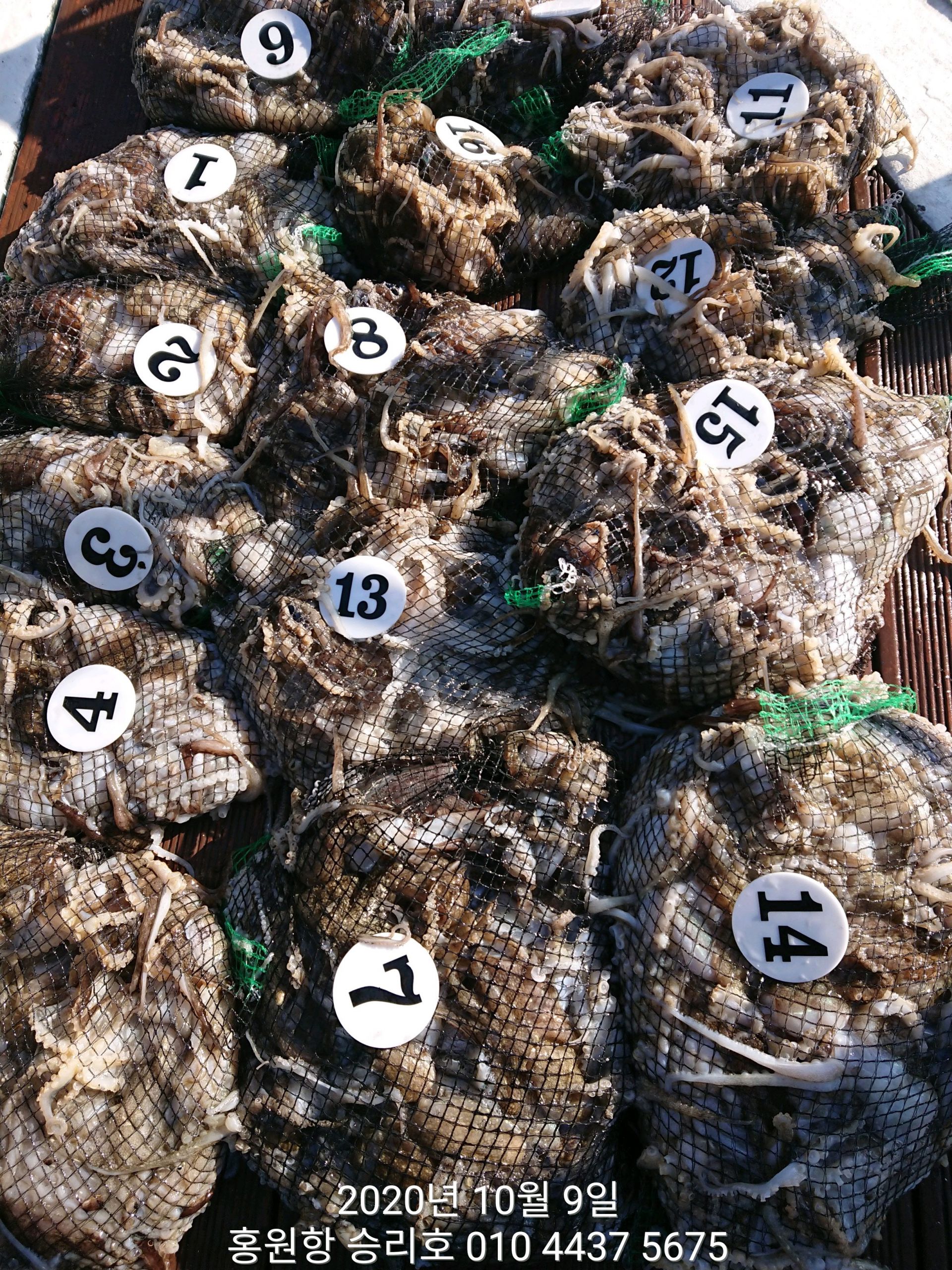 ***쭈꾸미*** 낚시의 원조 ((홍원항)) 요포선단 ~승리호~ 10월9일 쭈꾸미&갑오징어 망탱이 조황!!