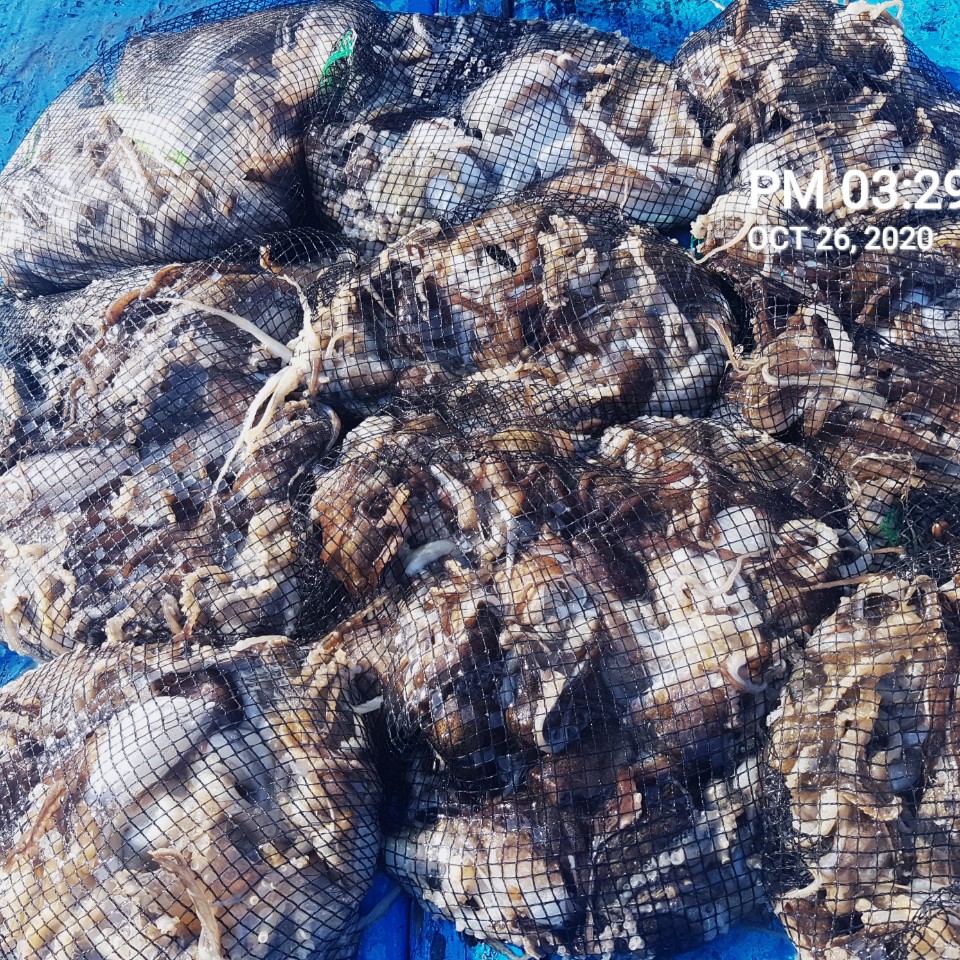 ***쭈꾸미** 낚시의 원조 (홍원항) 요포선단 ~장진호~ 10/26 쭈꾸미& 갑오징어 망태기 조황입니다!!