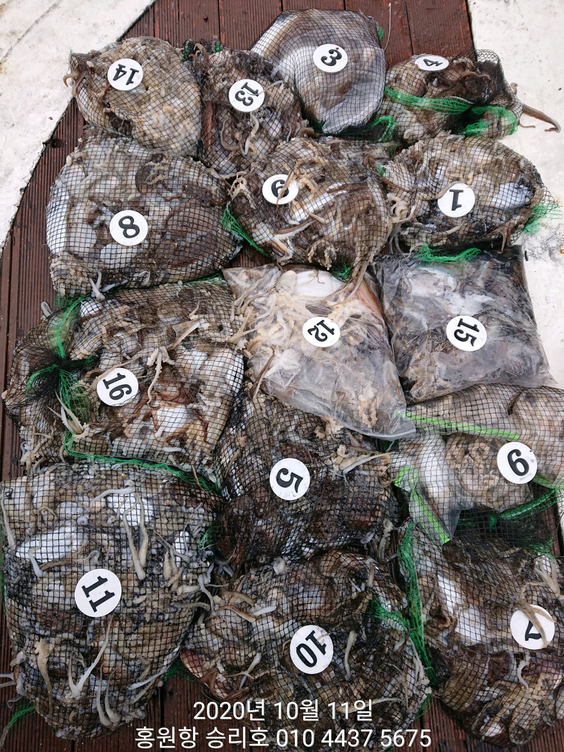 ***쭈꾸미*** 낚시의 원조 ((홍원항)) 요포선단 ~승리호~ 10월11일 쭈꾸미&갑오징어 망탱이 조황!!