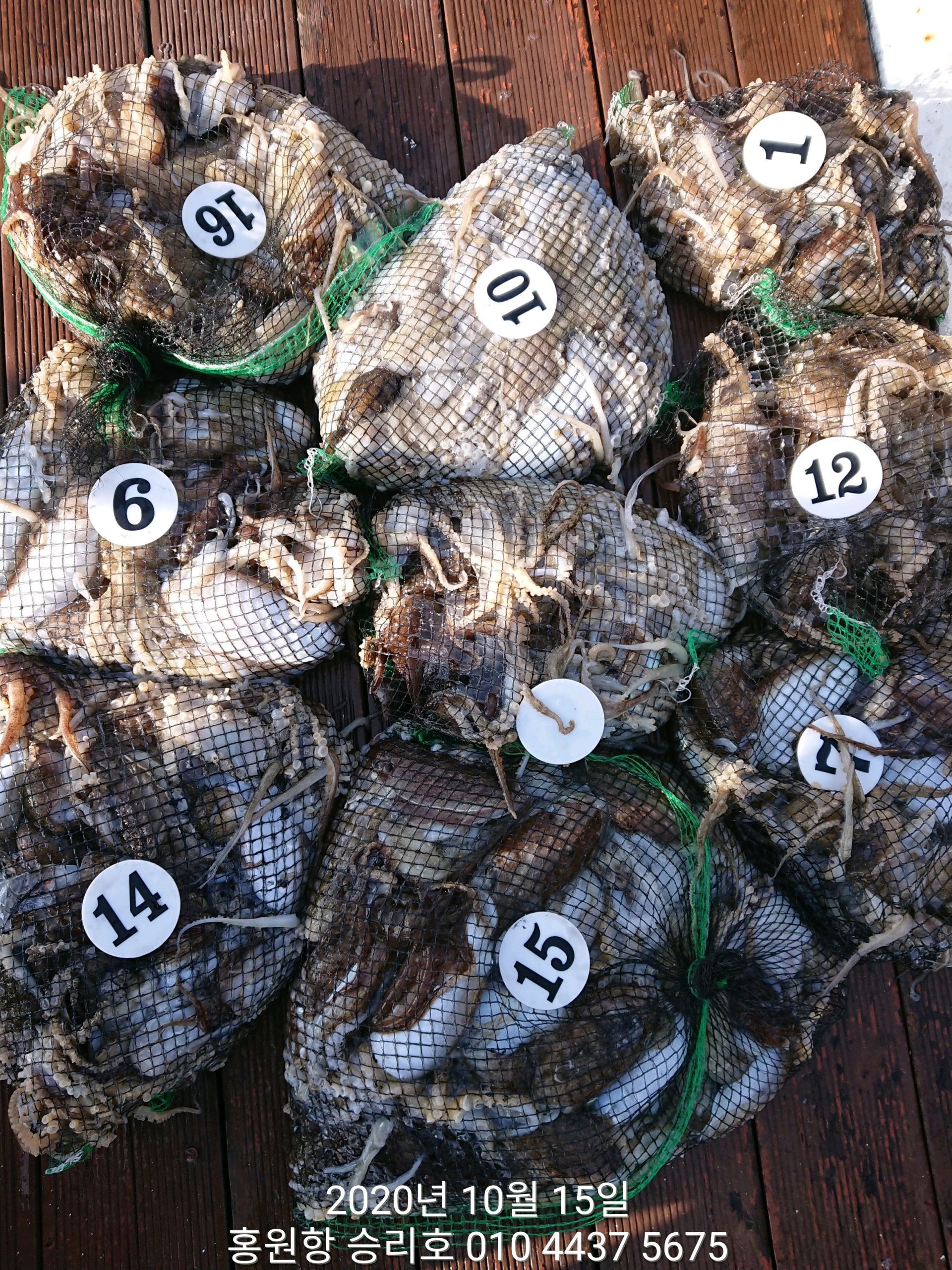 ***쭈꾸미*** 낚시의 원조 ((홍원항)) 요포선단 ~승리호~ 10월15일 쭈꾸미&갑오징어 망탱이 조황!!