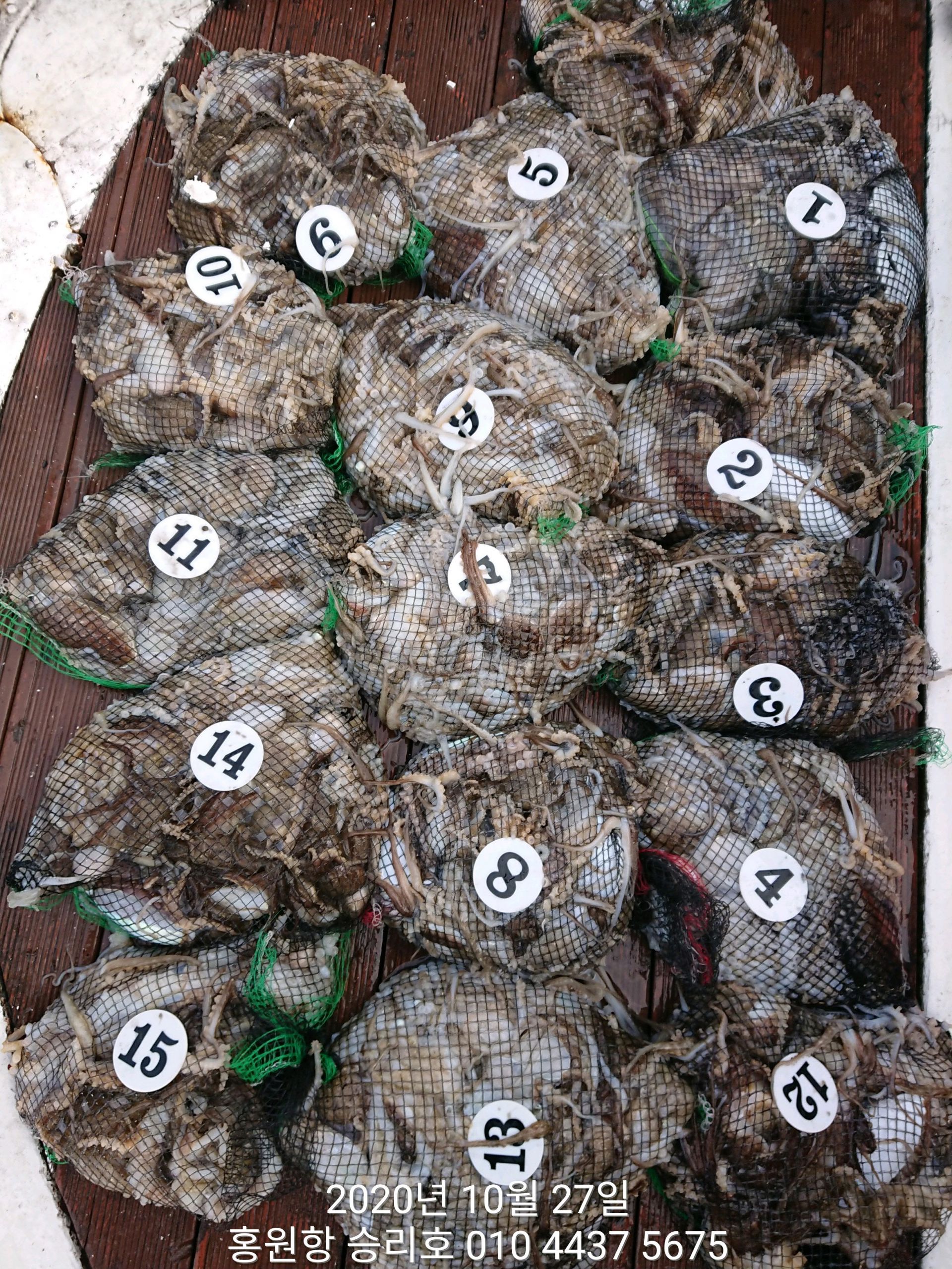 ***쭈꾸미*** 낚시의 원조 ((홍원항)) 요포선단 ~승리호~ 10월27일 쭈꾸미&갑오징어 망탱이 조황!!