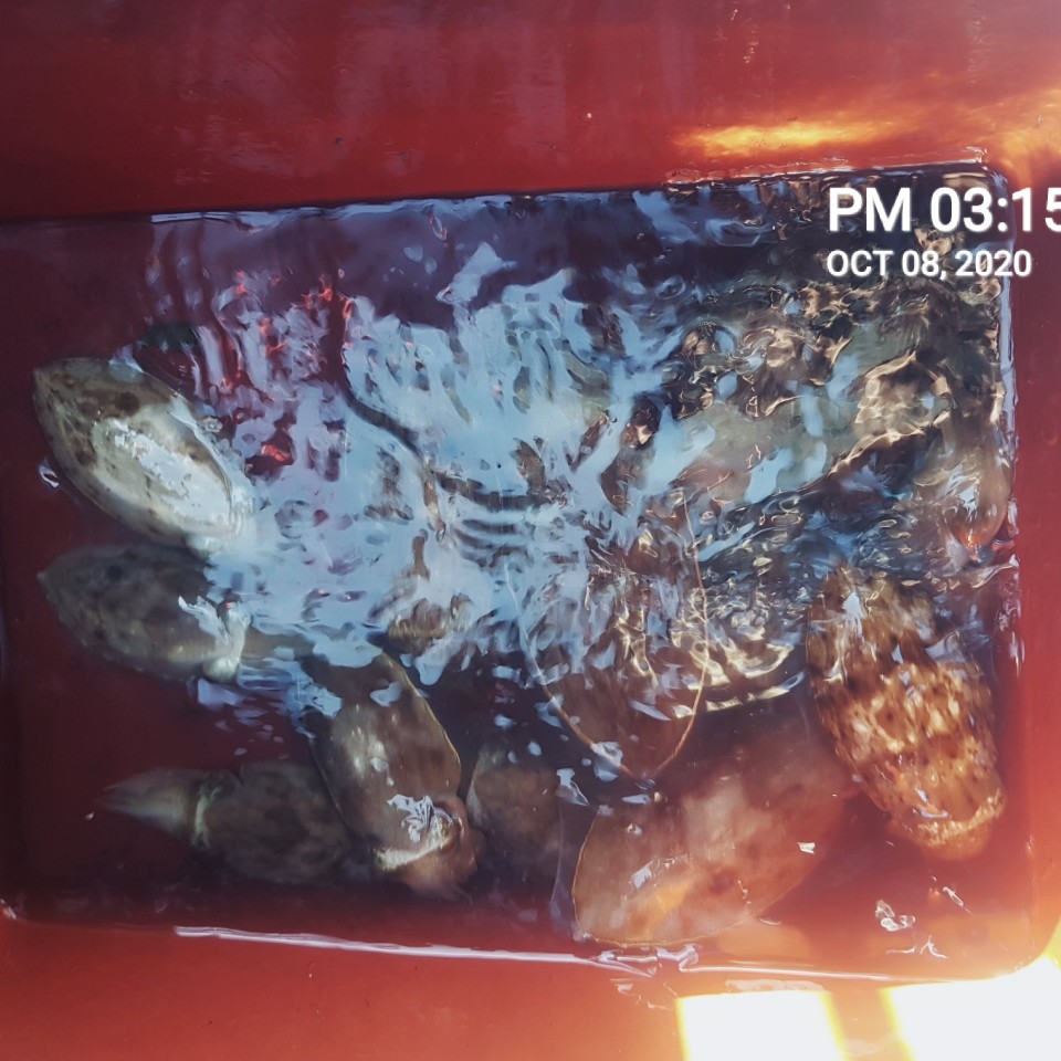 ***쭈꾸미*** 낚시의 원조 ((홍원항)) 요포선단 ~장진호~ 10/8 쭈꾸미 조황!!