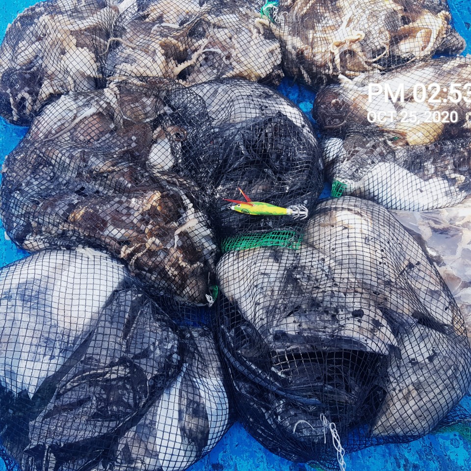 ***쭈꾸미** 낚시의 원조 (홍원항) 요포선단 ~장진호~ 10/25 쭈꾸미& 갑오징어 망태기 조황입니다!!