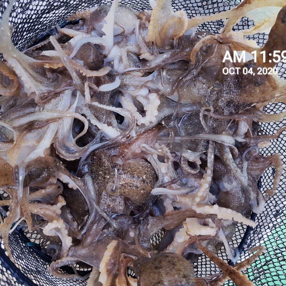 ***쭈꾸미*** 낚시의 원조 ((홍원항)) 요포선단 ~장진호~ 쭈꾸미 조황!!