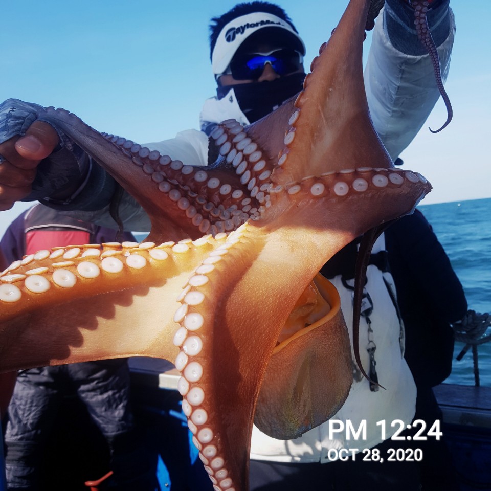 ***쭈꾸미** 낚시의 원조 ((홍원항)) ~장진호~ 쭈꾸미&갑오징어 /왕문어 조황입니다!!