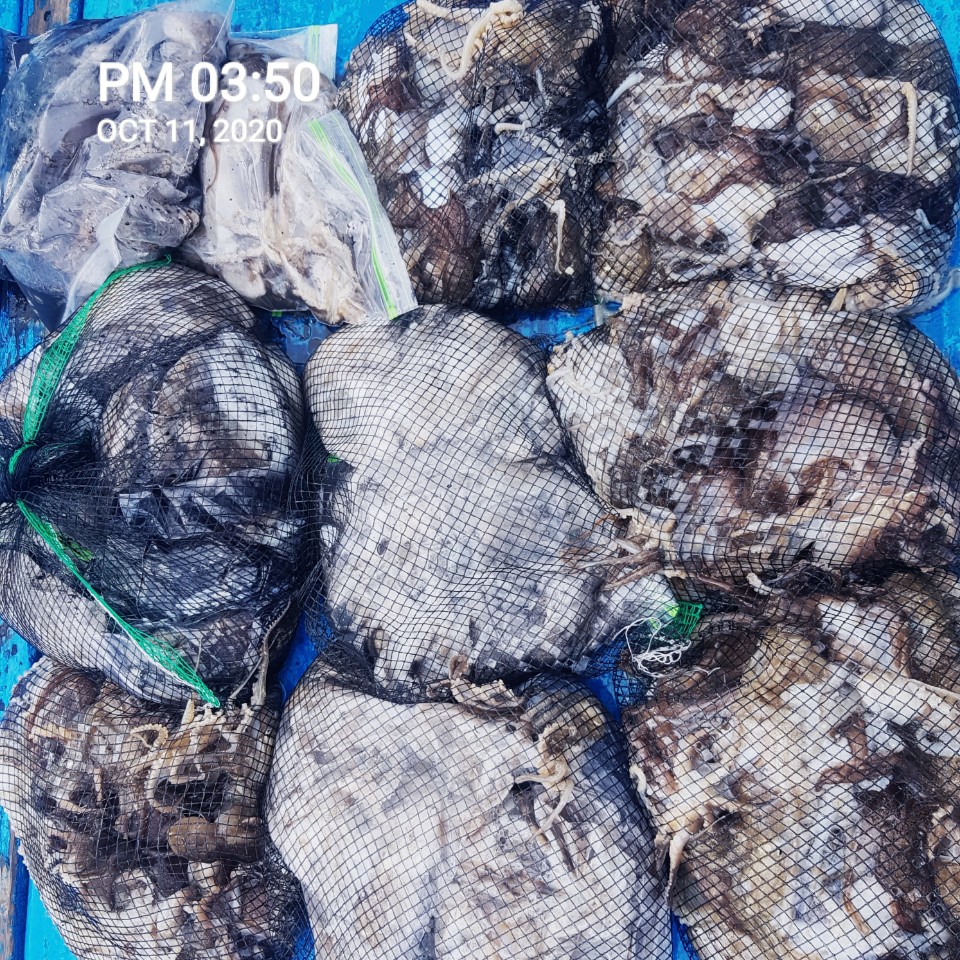 ***쭈꾸미*** 낚시의 원조 ((홍원항)) 요포선단 ~장진호~ 10/11 쭈꾸미& 갑오징어 망태기 조황!!