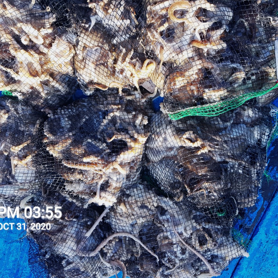 ***쭈꾸미** 낚시의 원조 ((홍원항)) ~장진호~ 10월31일 쭈꾸미&갑오징어 조황입니다!!