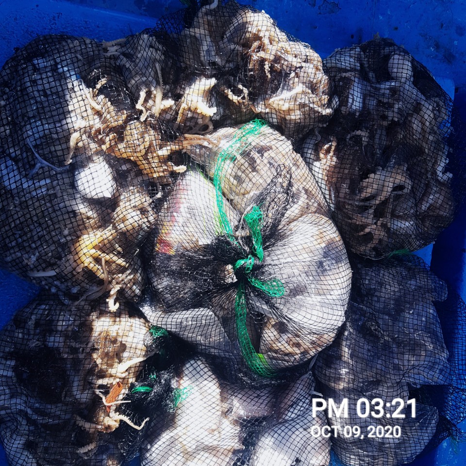 ***쭈꾸미*** 낚시의 원조 ((홍원항)) 요포선단 ~장진호~ 10/9 쭈꾸미 조황!!